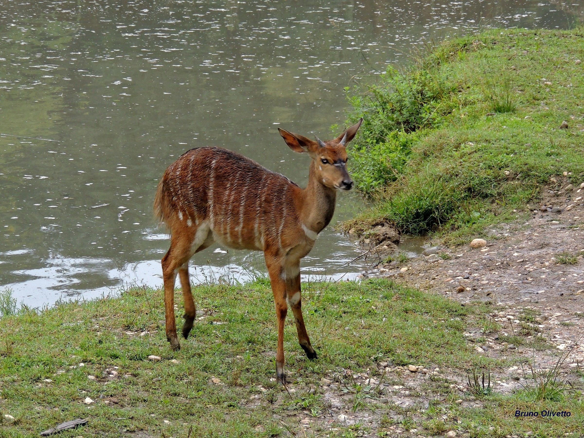nyala