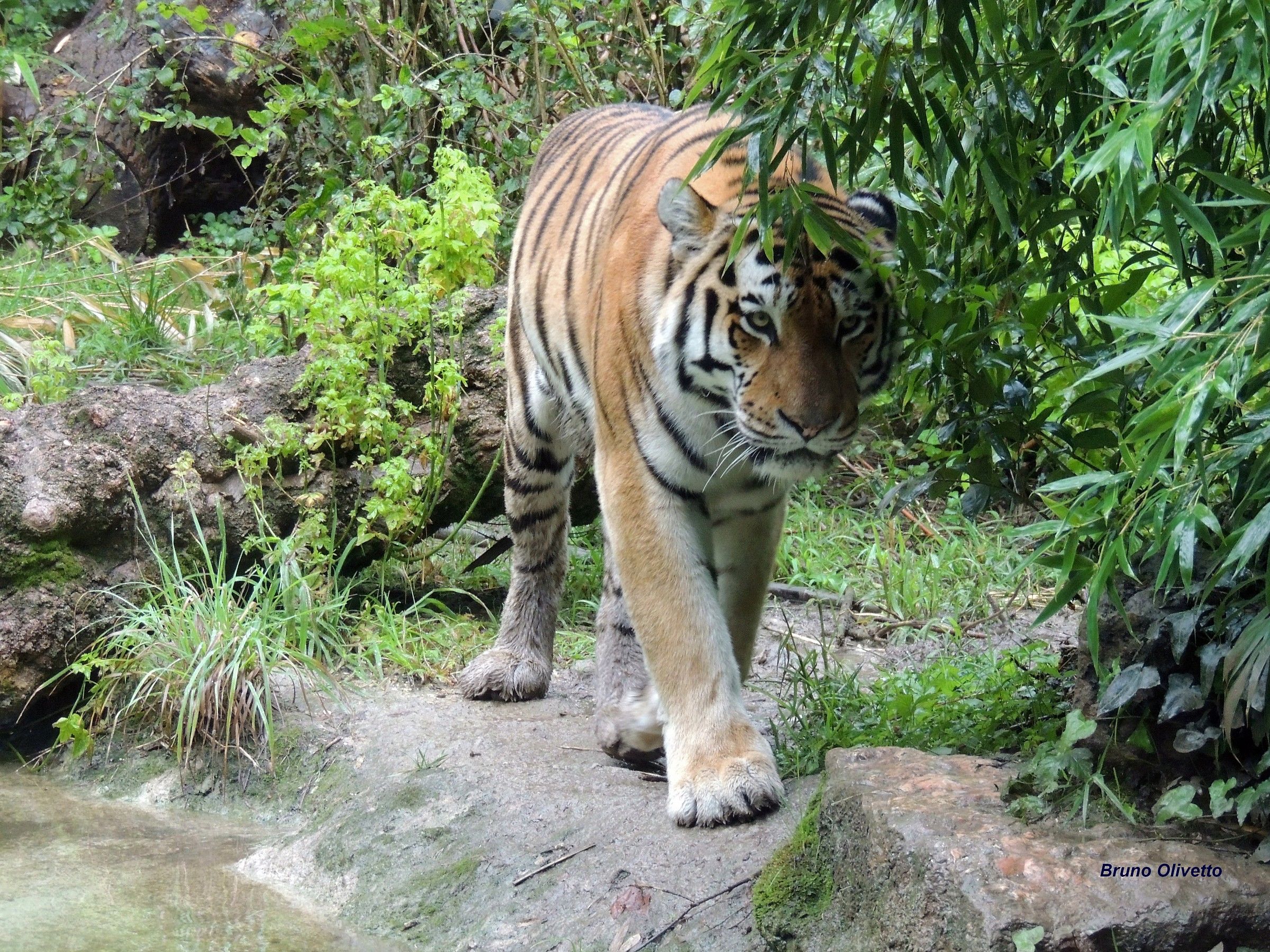 tigre siberiana