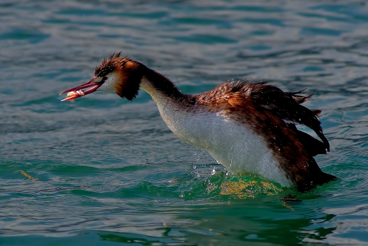 Svasso:Inarcato con Pesce