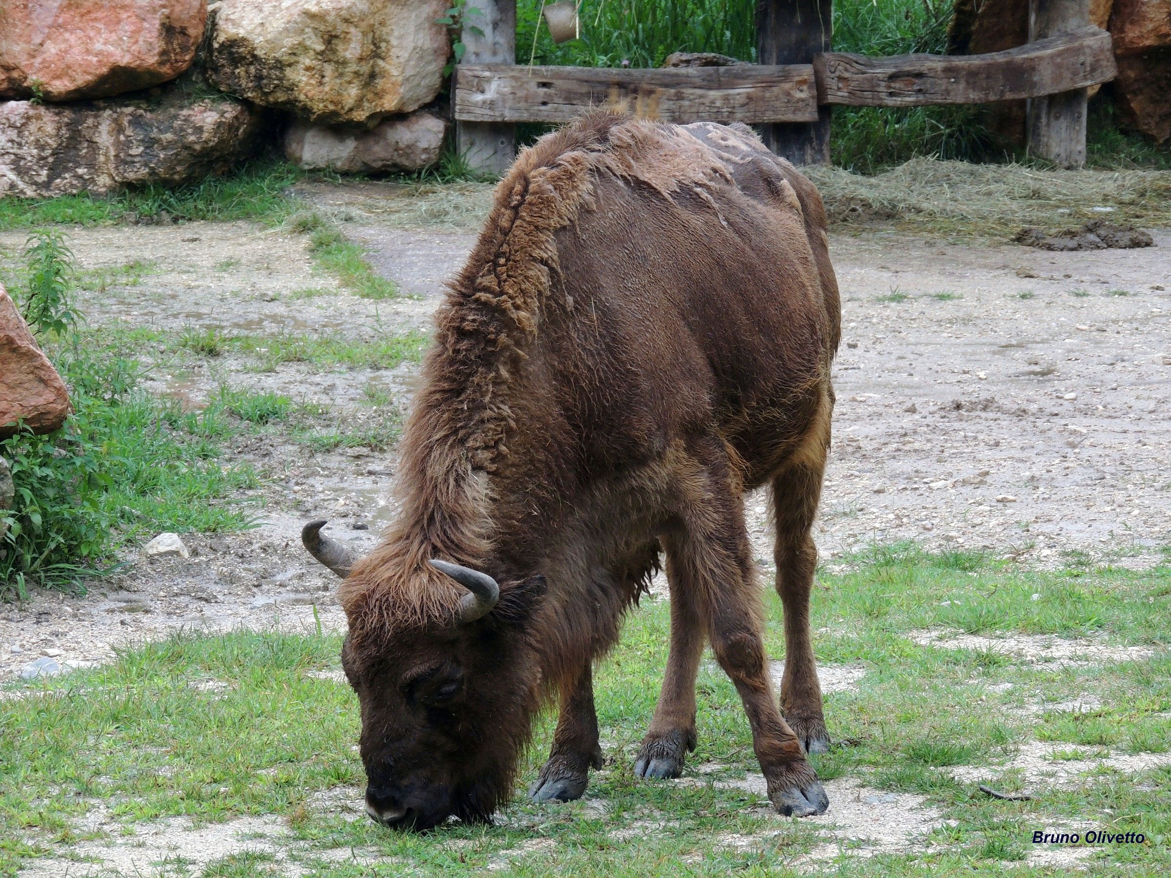 bisonte europeo