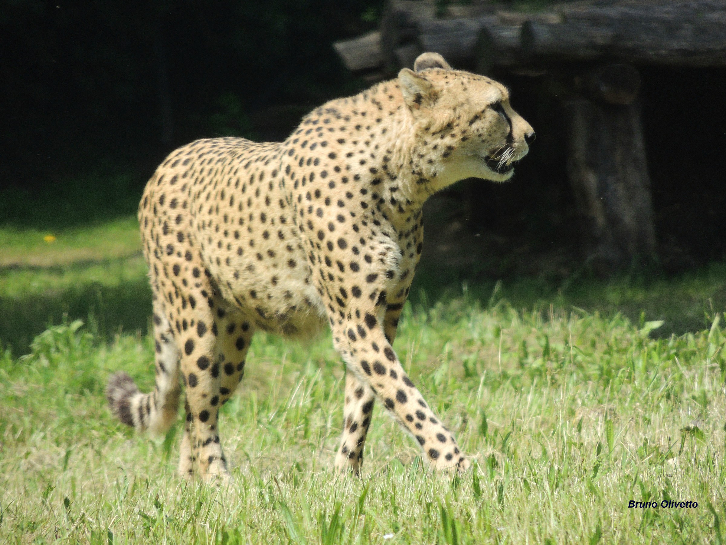 ghepardo