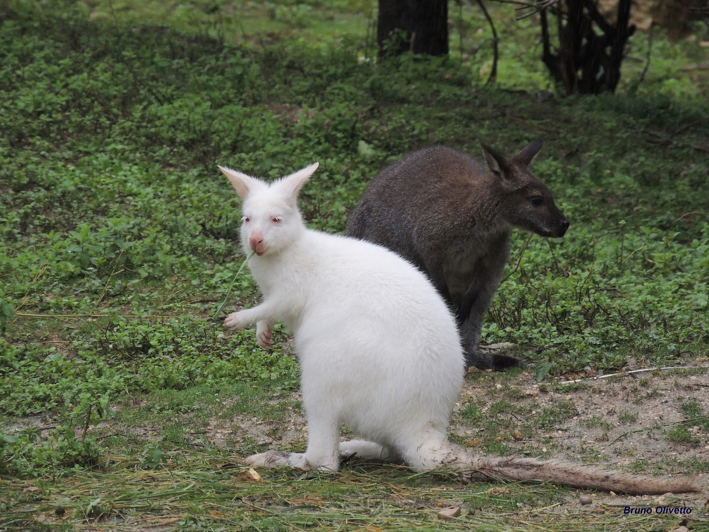 canguro wallaby
