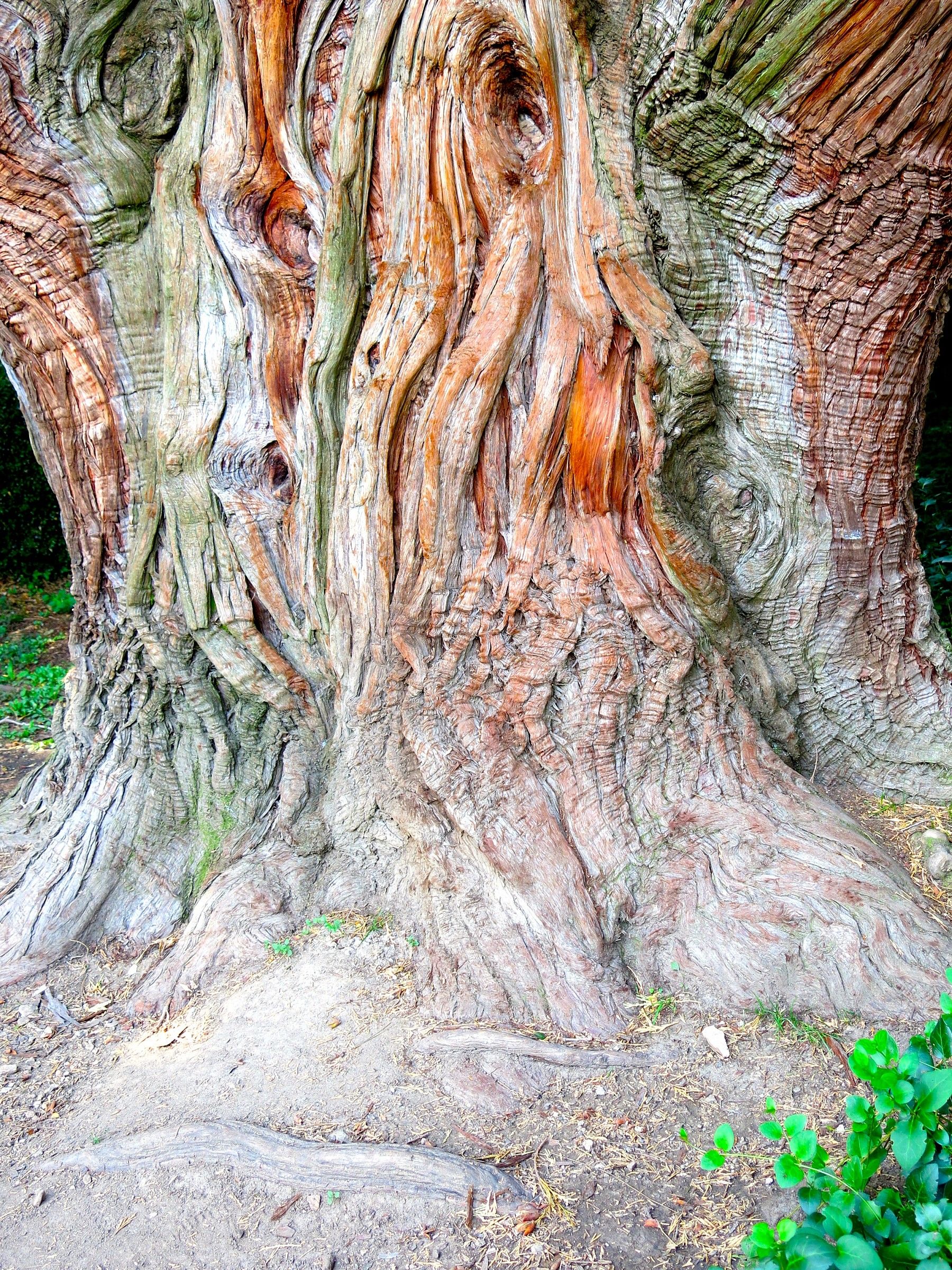 il vecchio del giardino