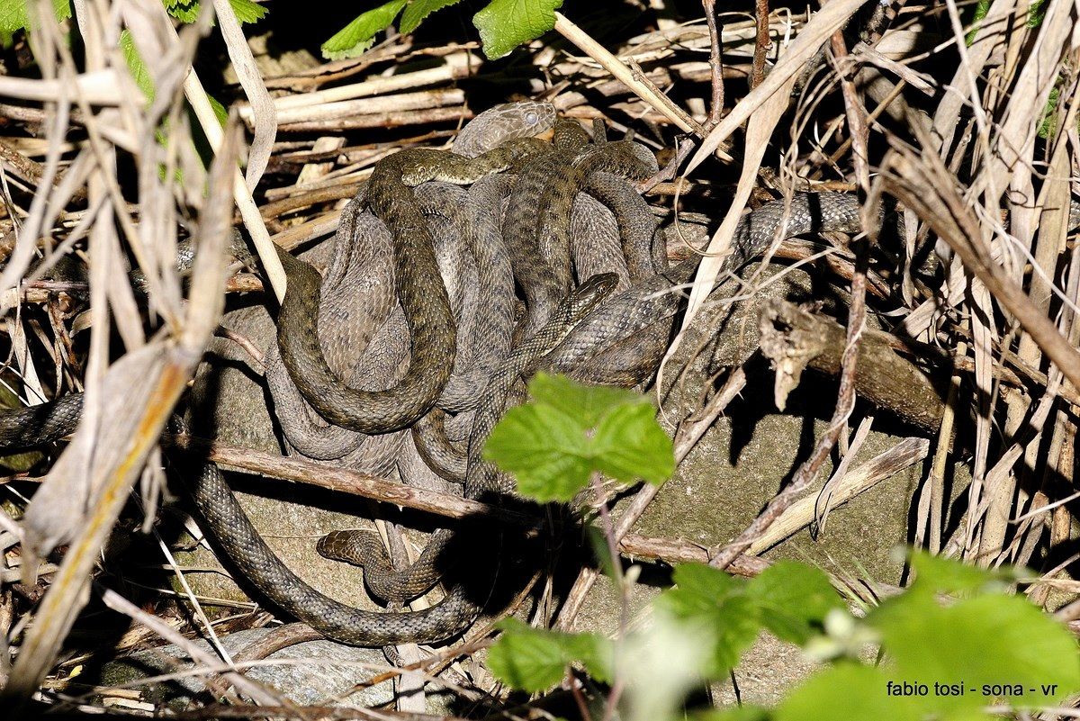 famiglia allargata o famiglia stipata?