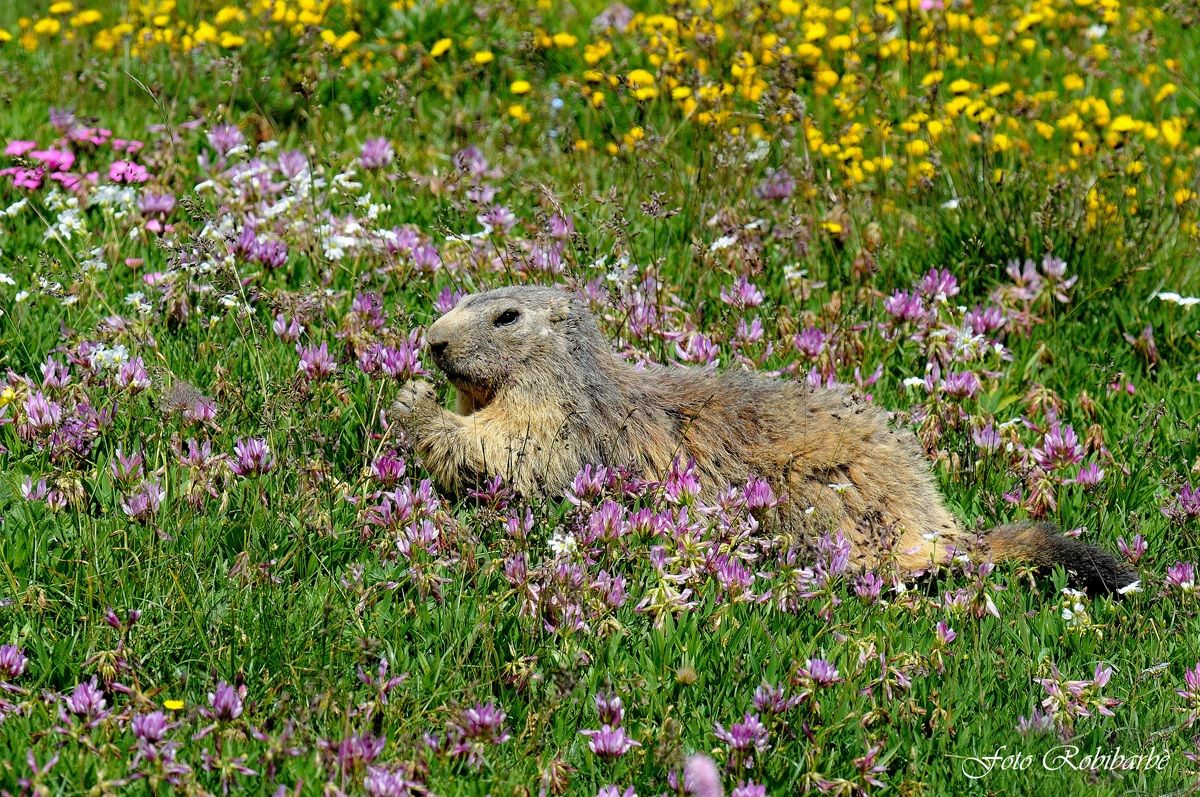Marmotta floreale...