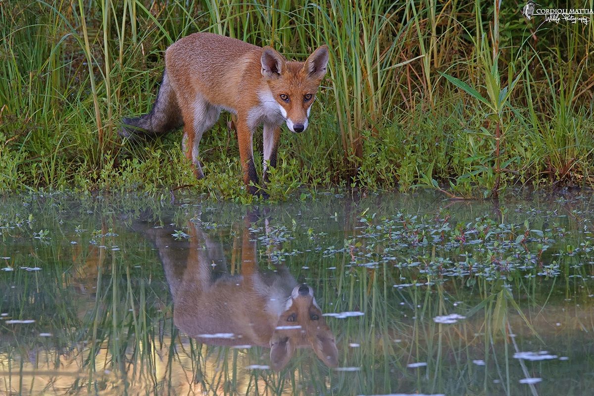 Una Volpe allo specchio....