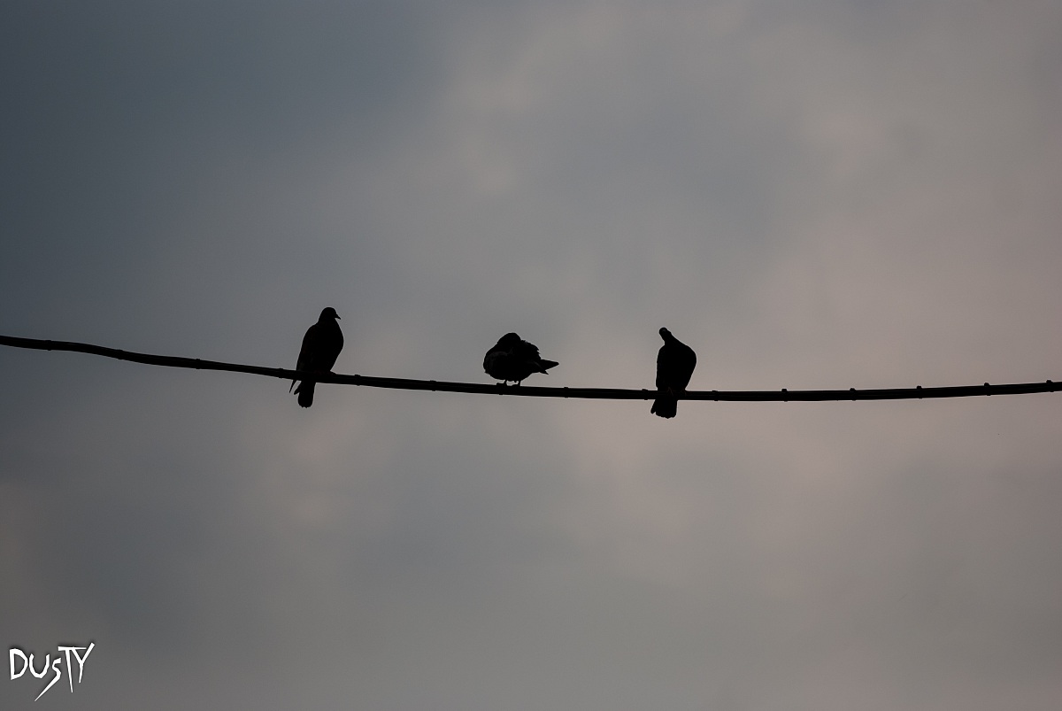 Non vedo non sento non parlo