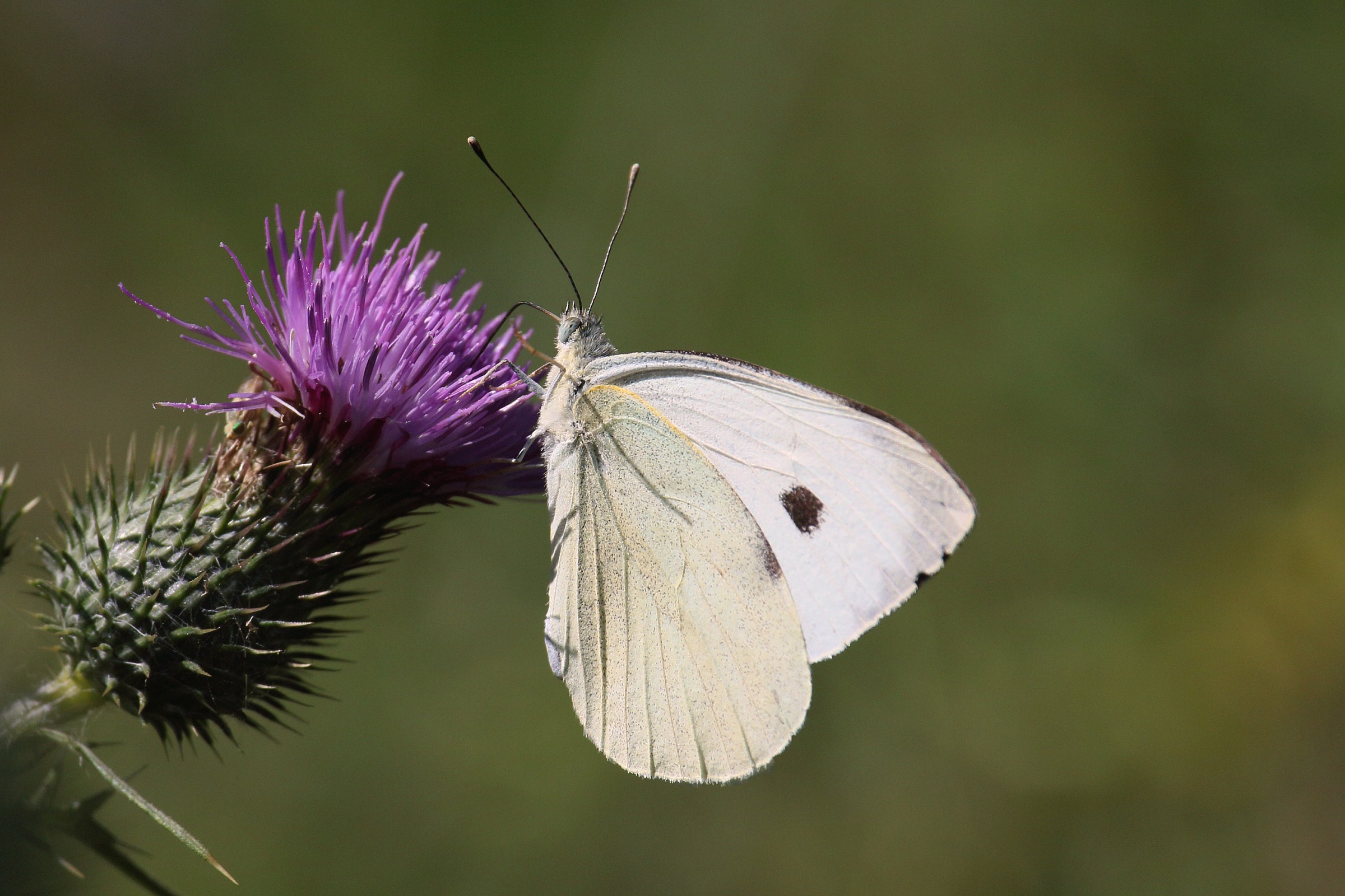 Small Butterfly on Thistle exchange Cropping