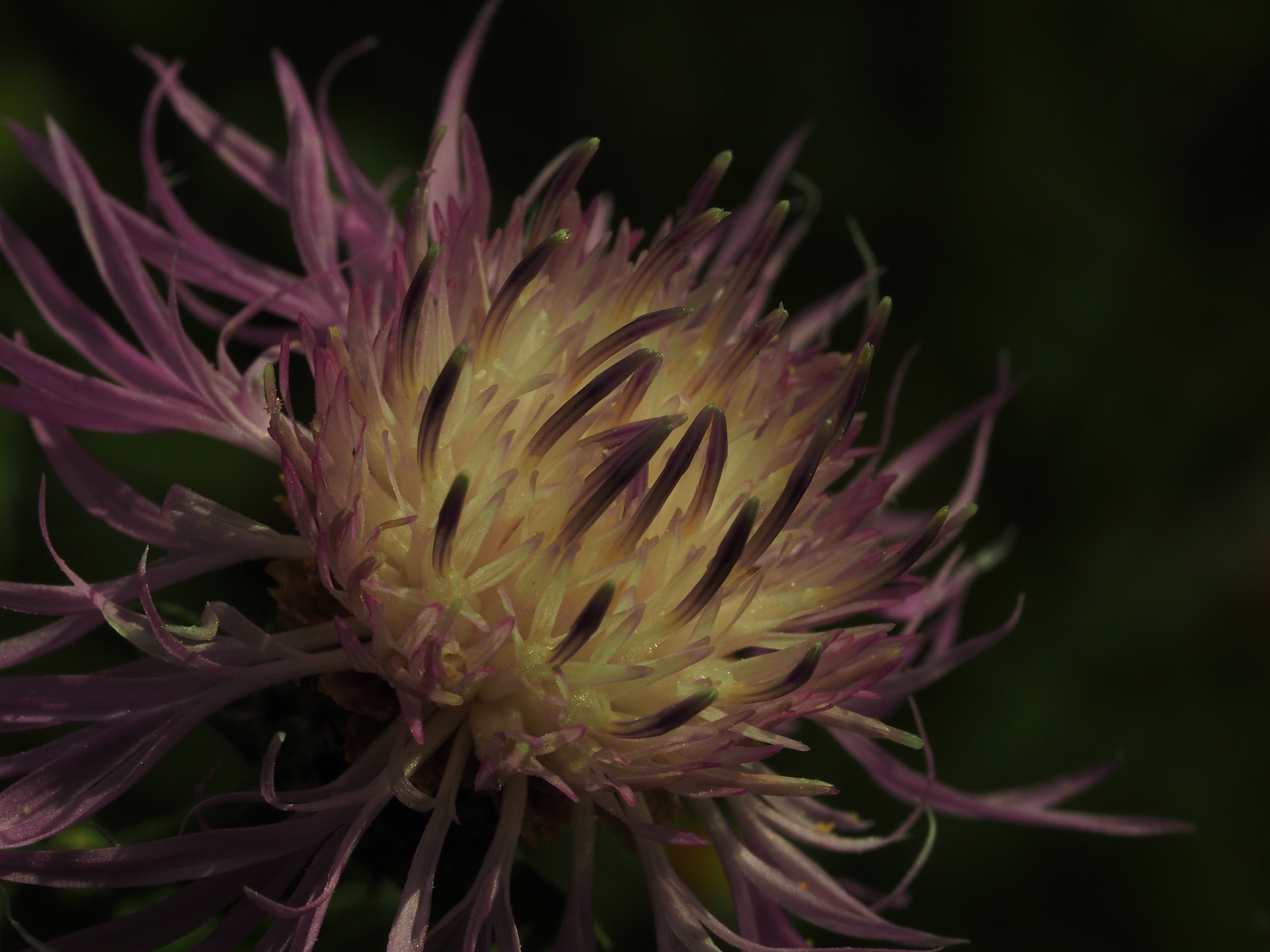 Sfumature giallo-viola