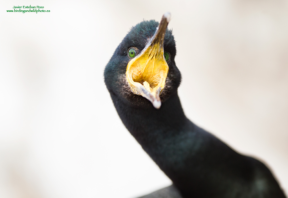 Marangone dal Ciuffo