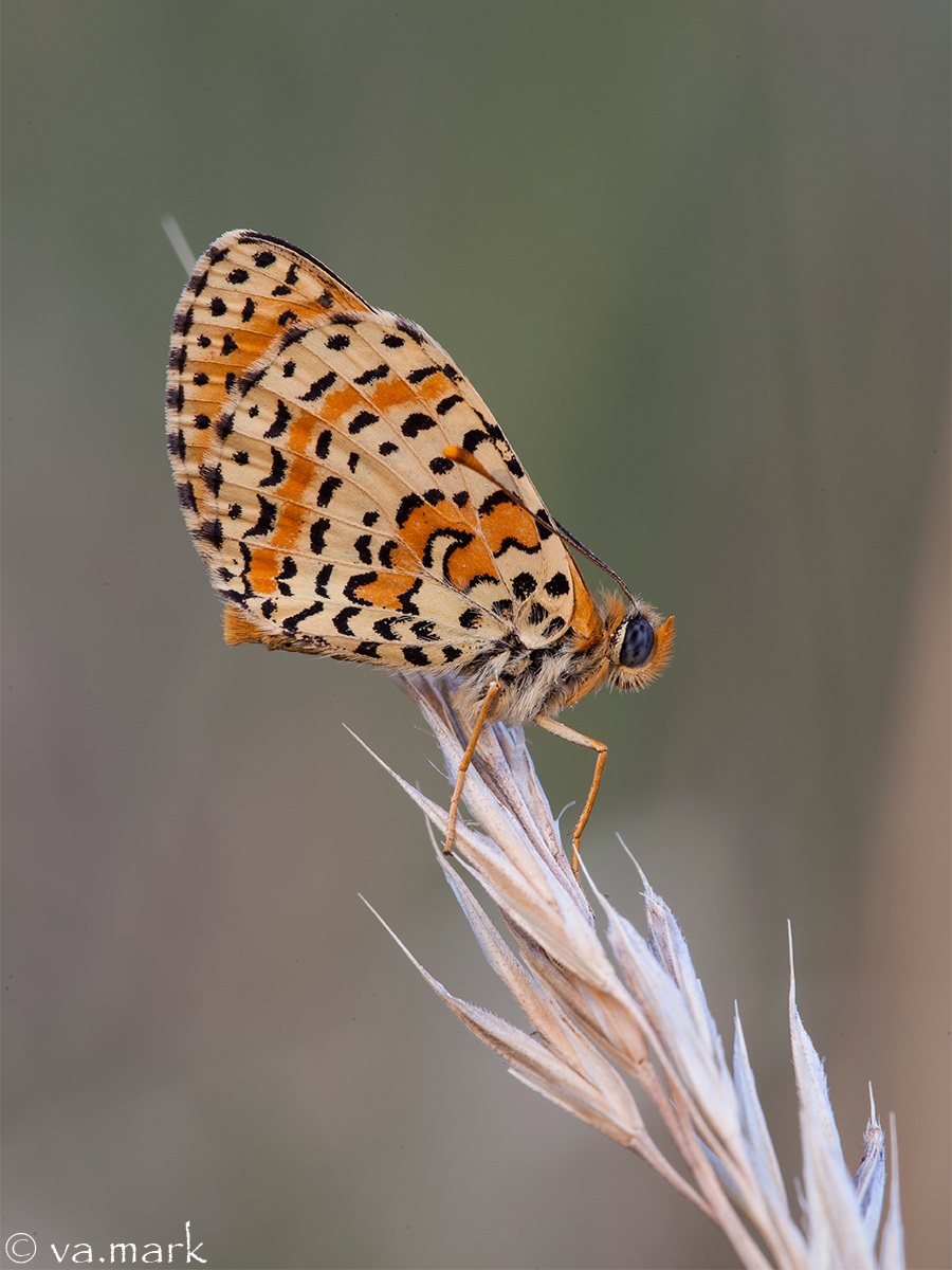 Melitaea didyma