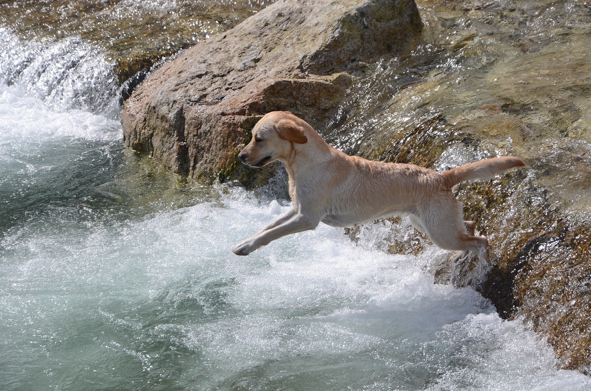 FLY-labrador che si tuffa