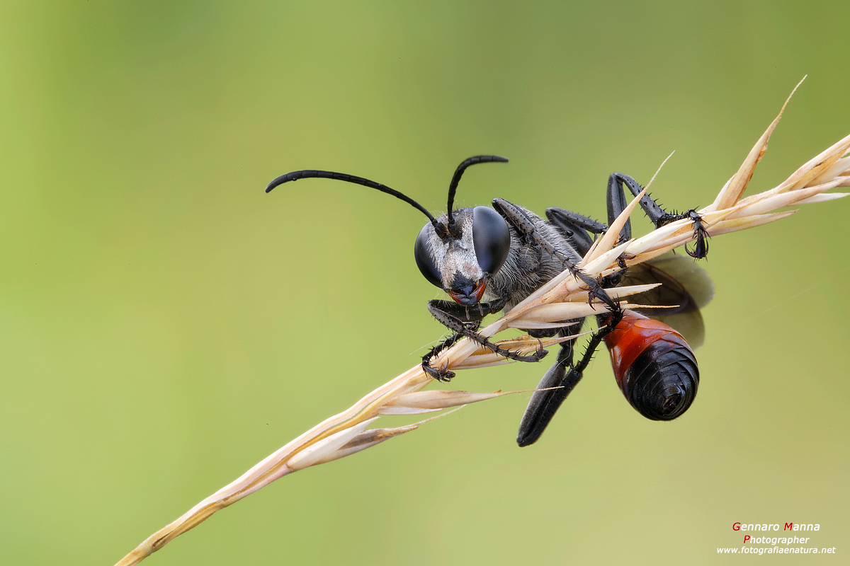 Prionyx kirbii ( Sphecidae)