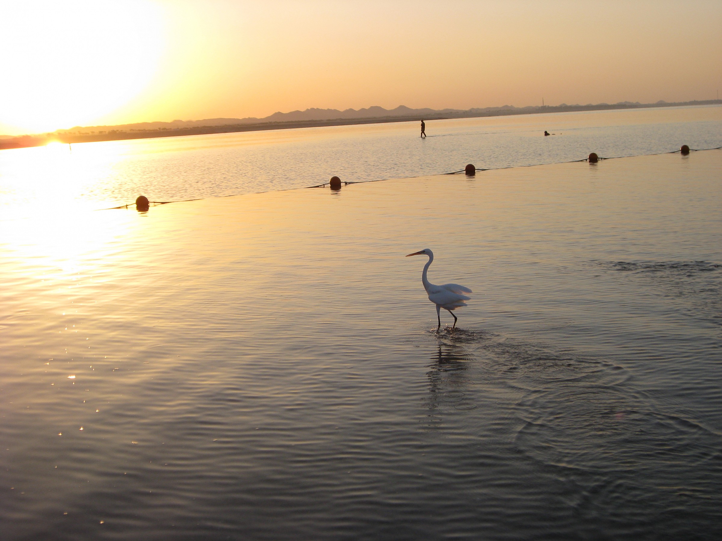 Tramonto con airone bianco