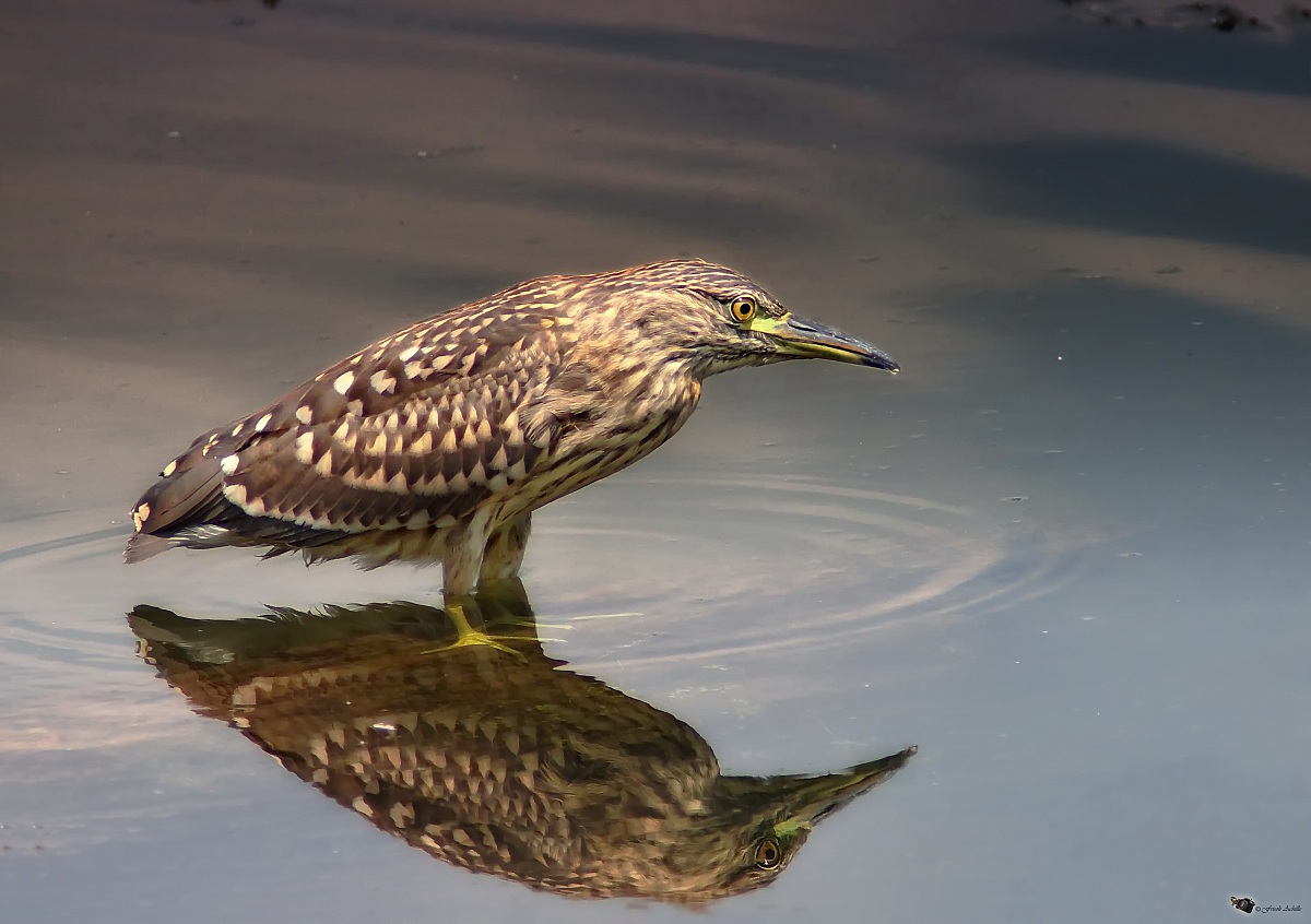 Night Heron