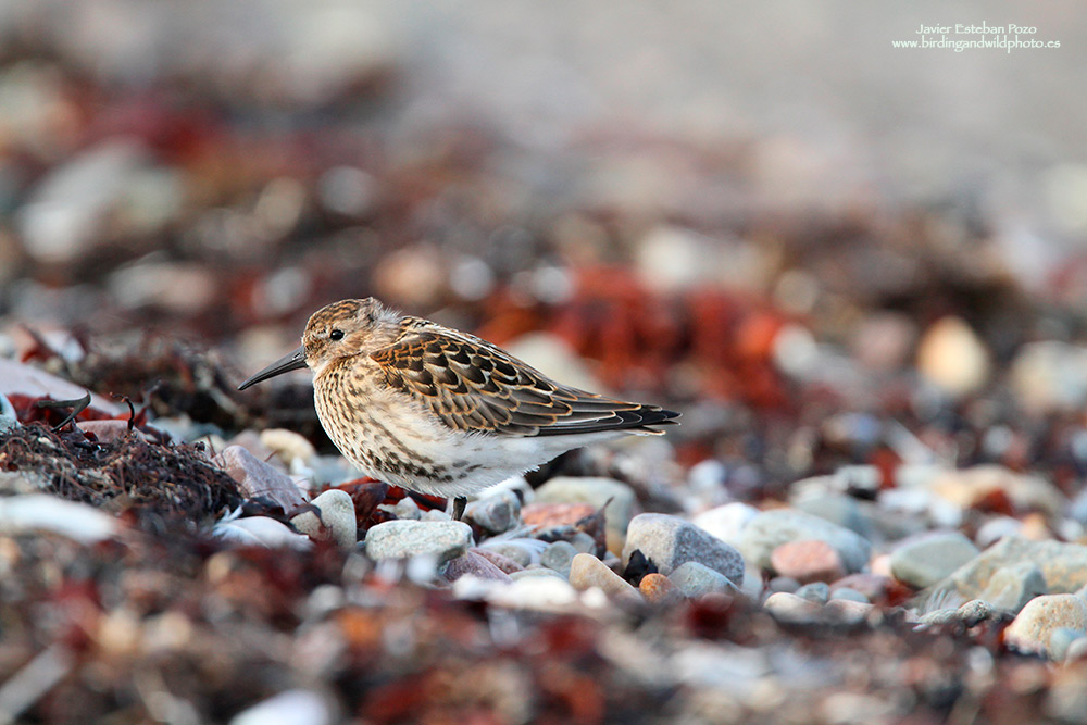 Piovanello Piancianera