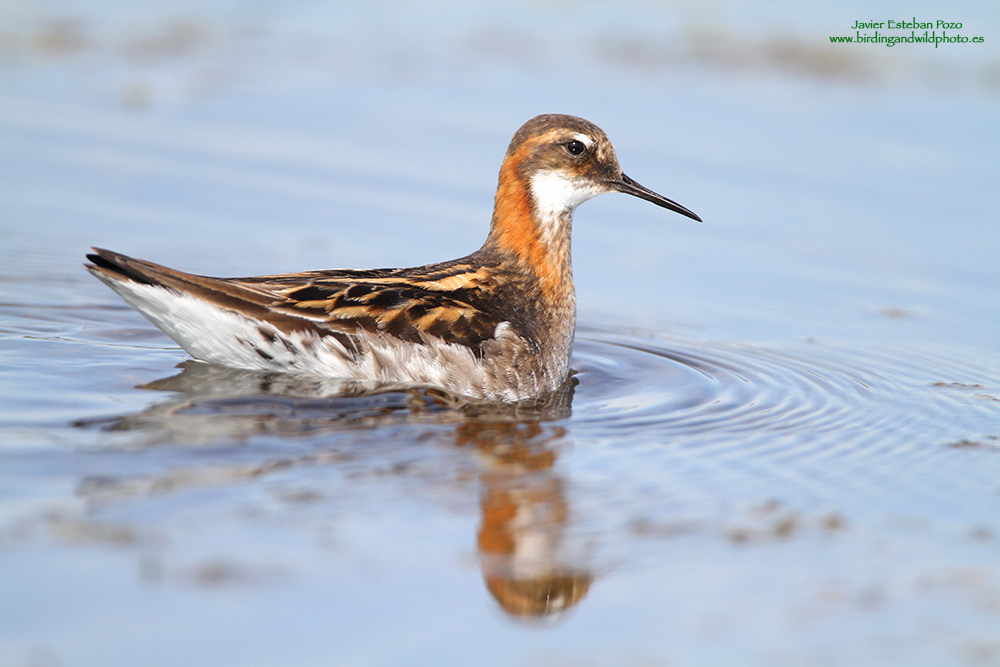 Falaropo Beccosottile