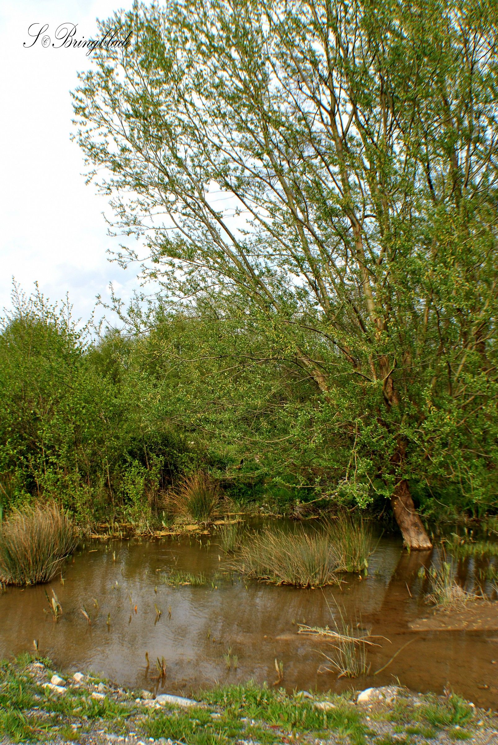 a walk in the nature