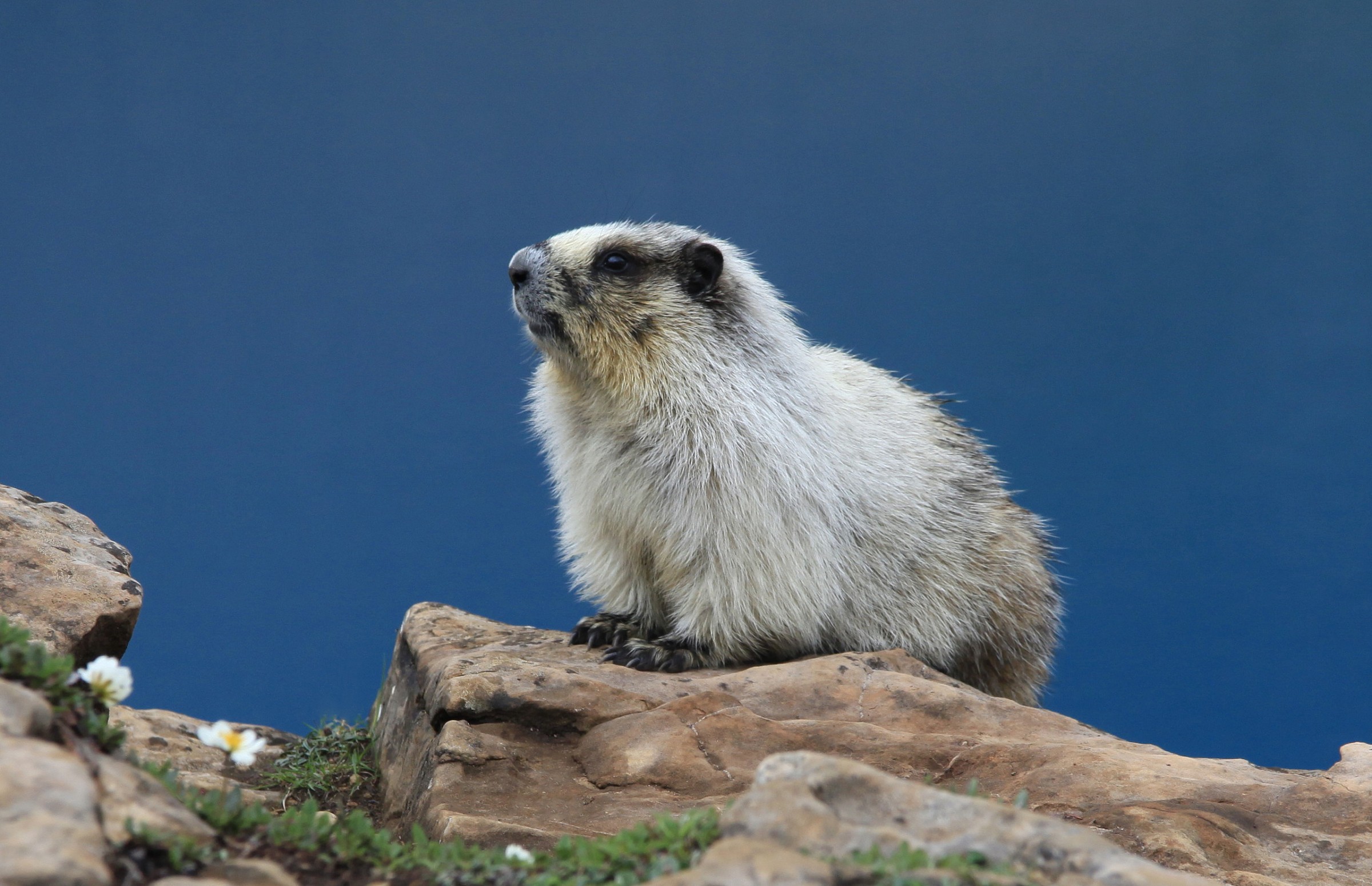 Marmot , Banff Canada. the blue BG is Lake Ohara