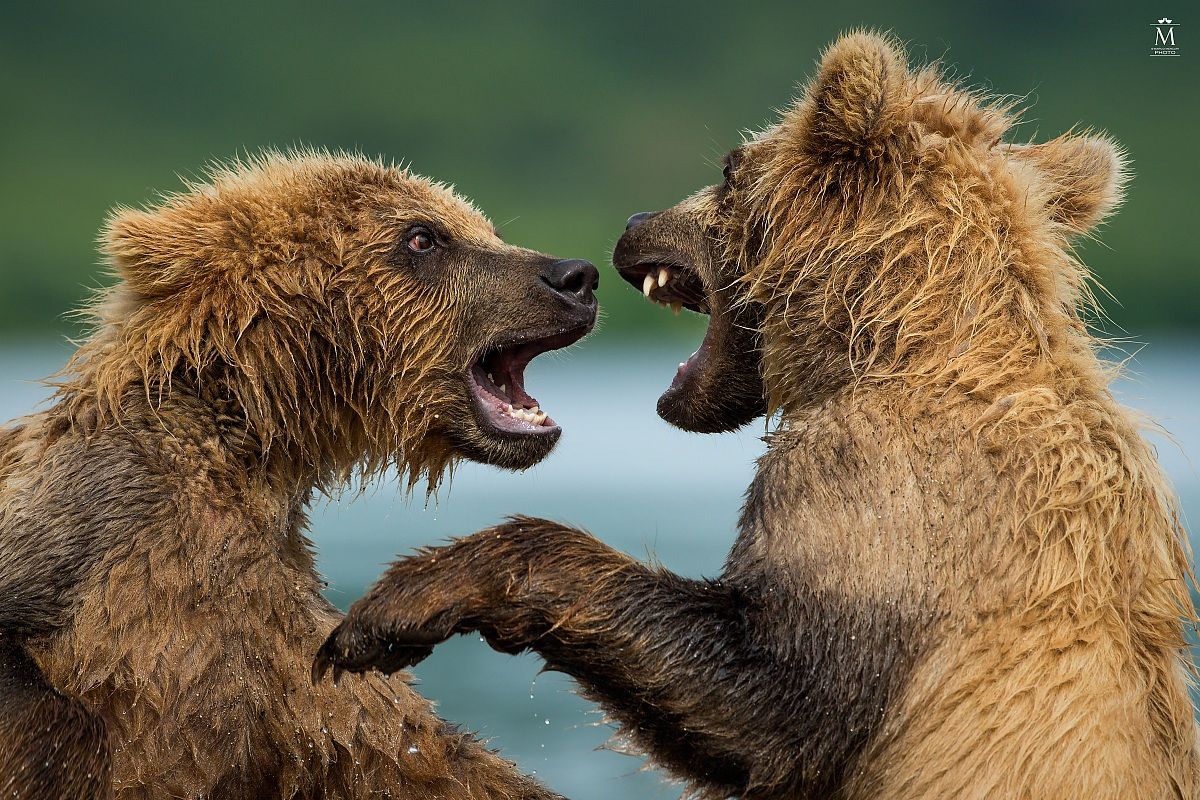 Divergence of Opinion.