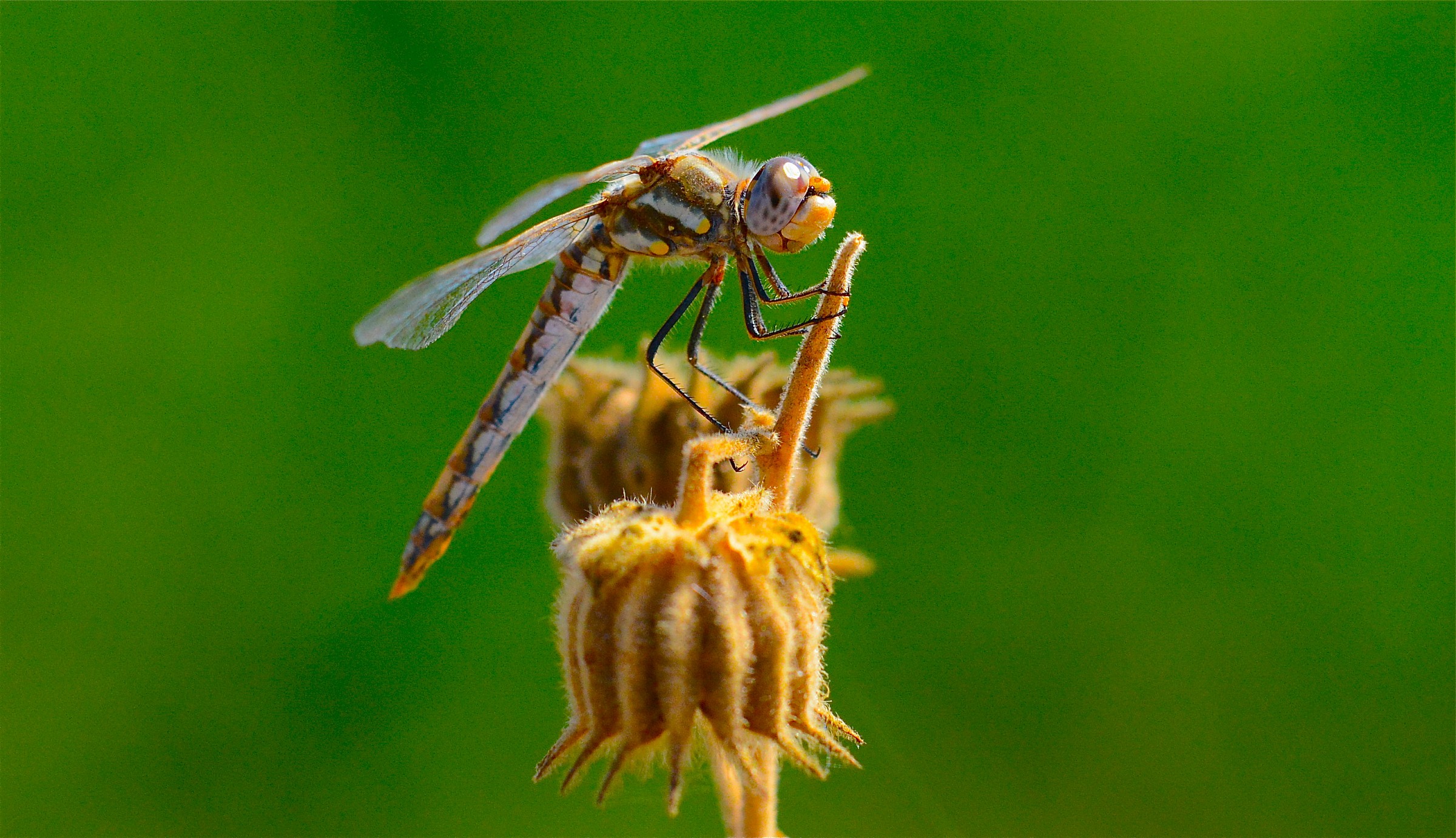 Variegato Meadowhawk libellula