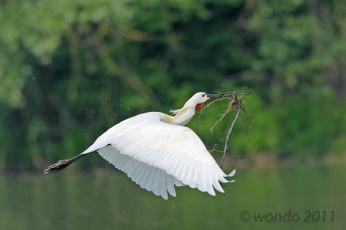 Platalea leucorodia (spatula) 2