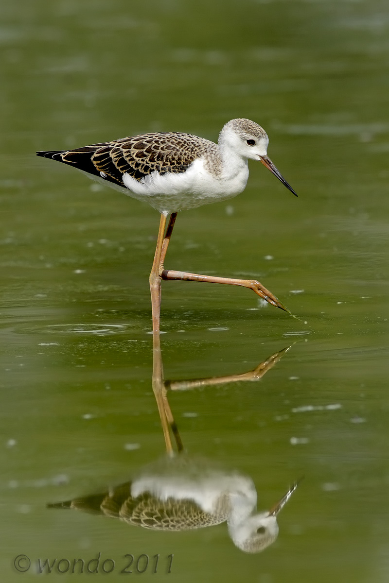 Himantopus himantopus (Knight of Italy) 1