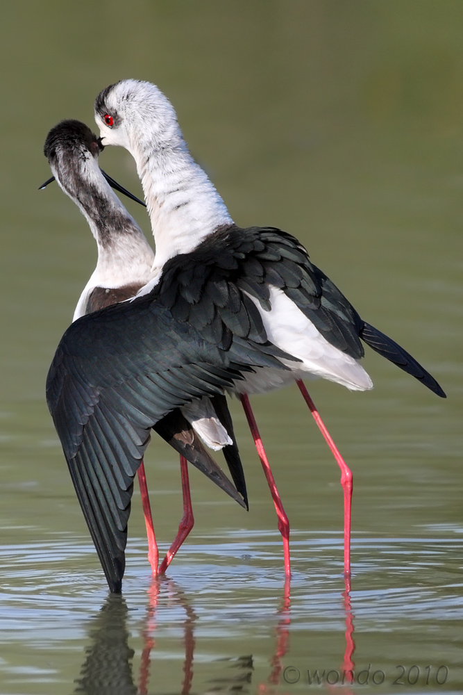 Himantopus himantopus (Knight of Italy) 2