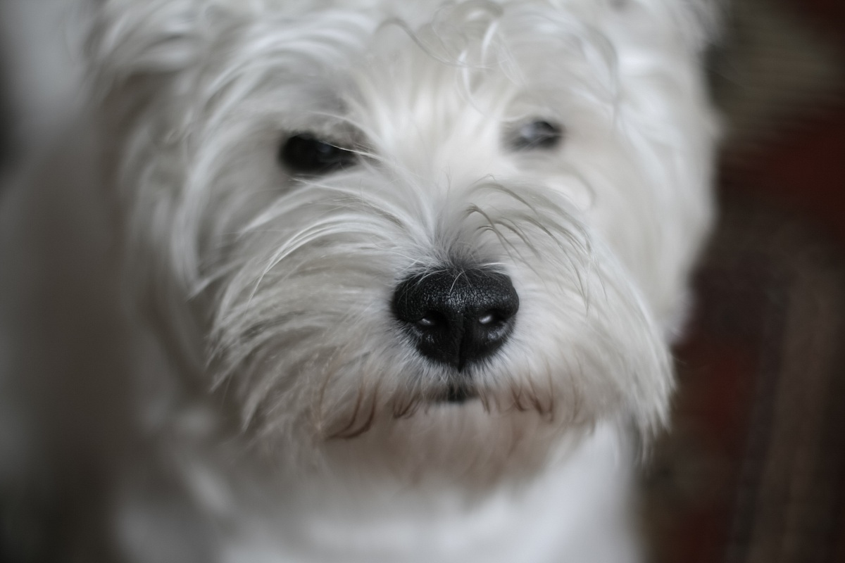 Il mio tartufino bianco.