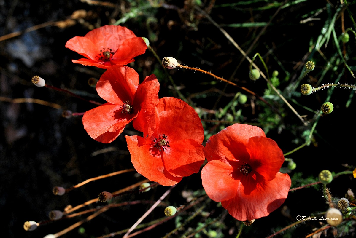 Poppies