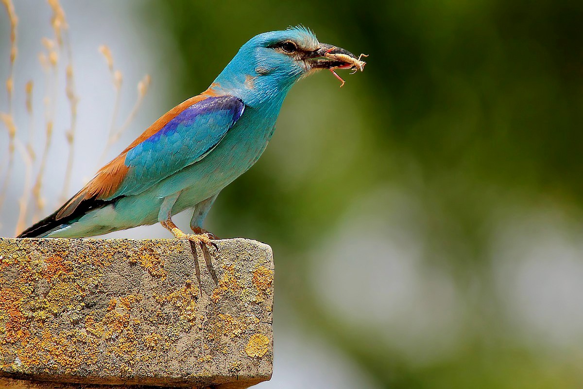 Jay marina on Balzolo