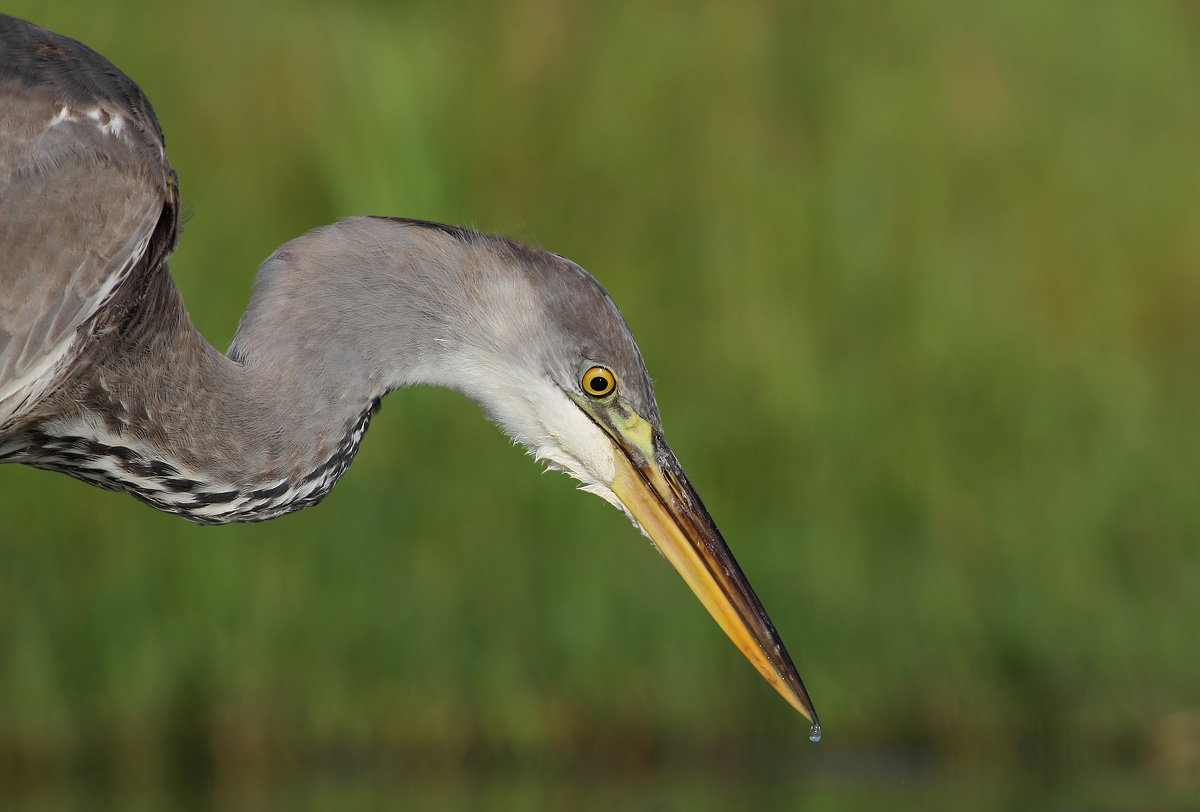 Portrait of a Heron