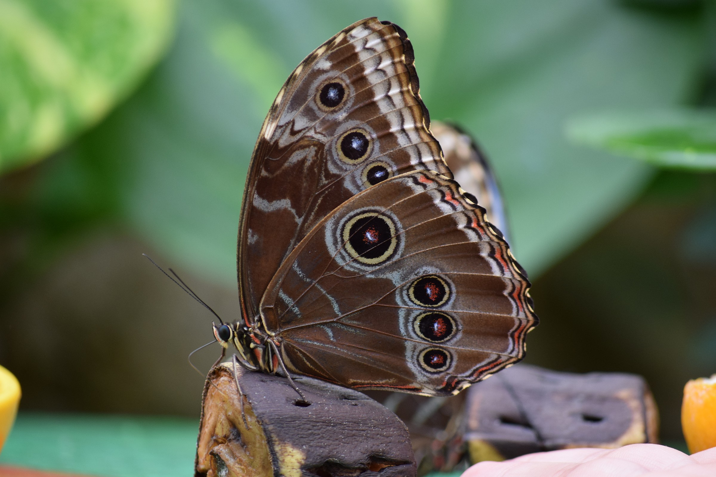 butterfly on banana
