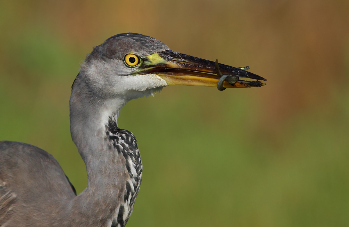 Heron with small eel