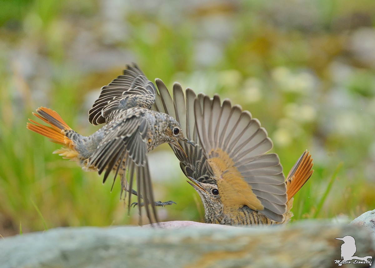 Codirossoni in combattimento - Alpi Apuane