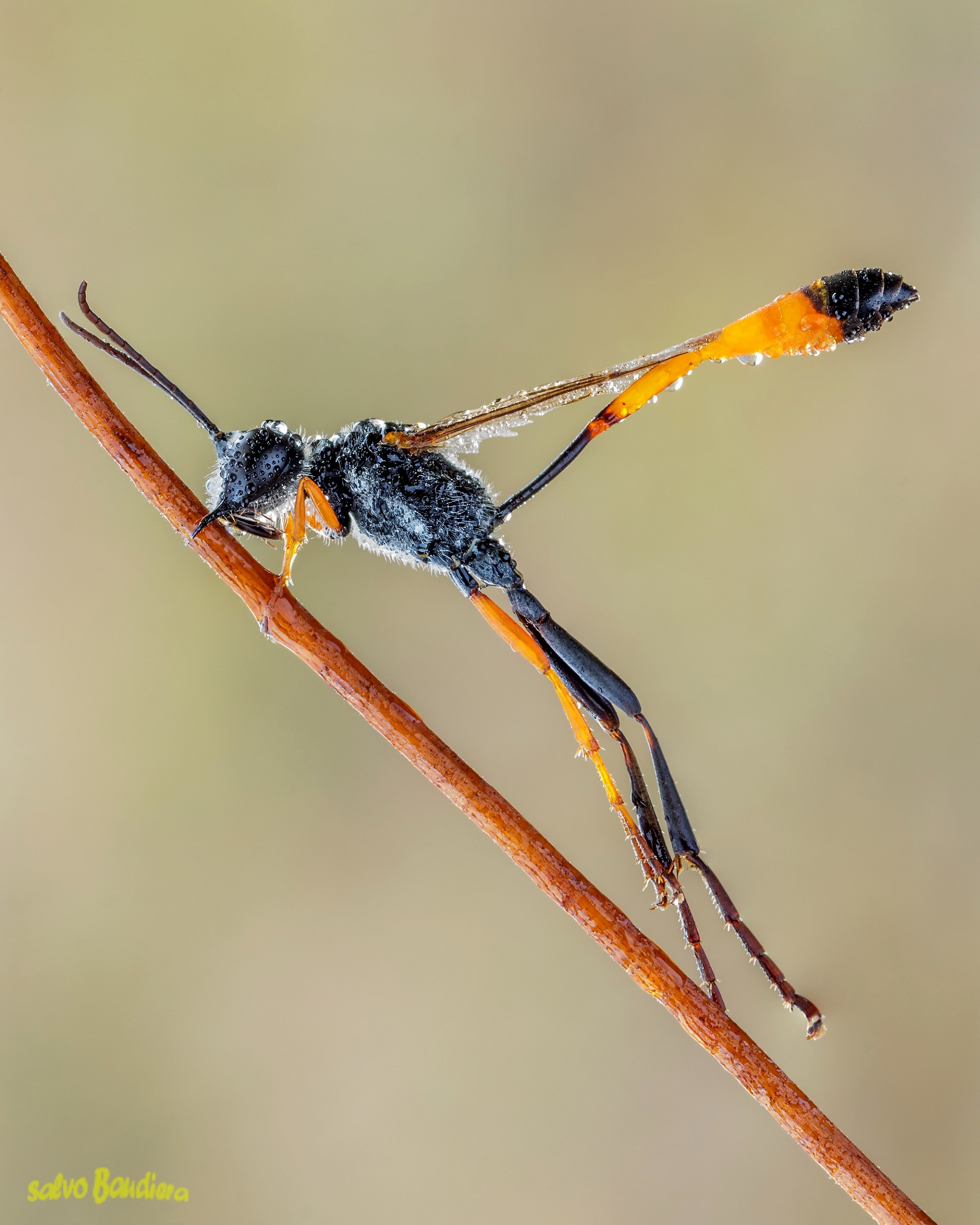 Ammophila procera...