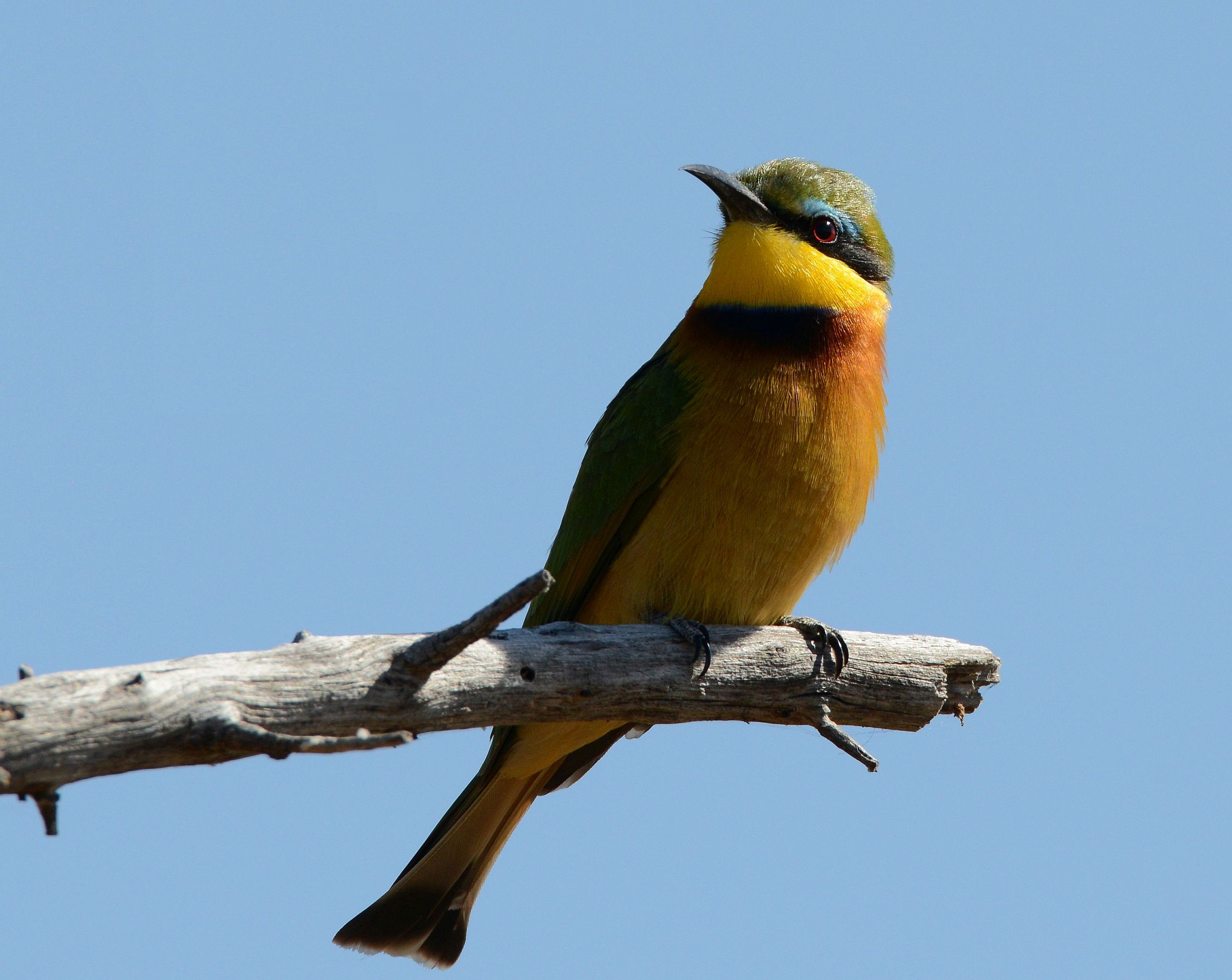Little bee-eater