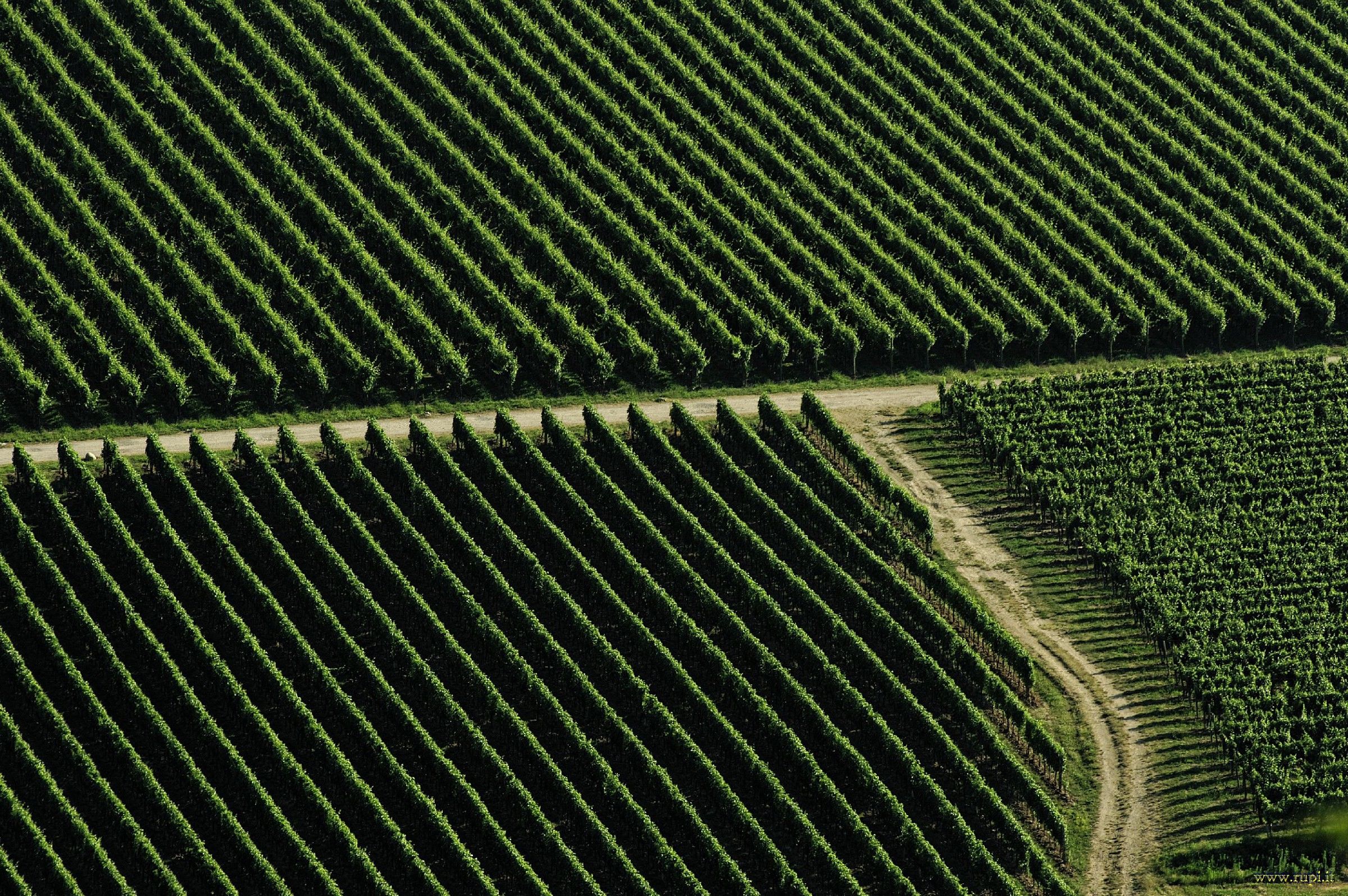 Vigne di Franciacorta - 01