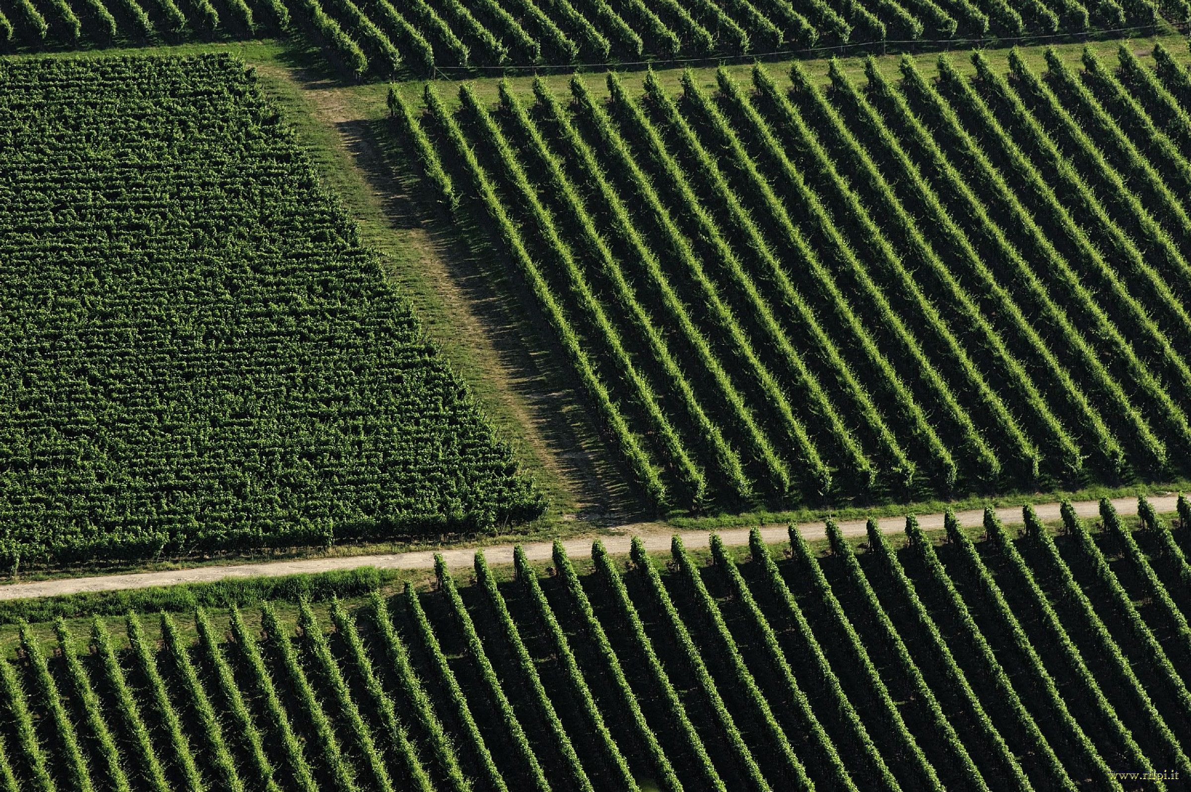 Vineyards of Franciacorta - 03