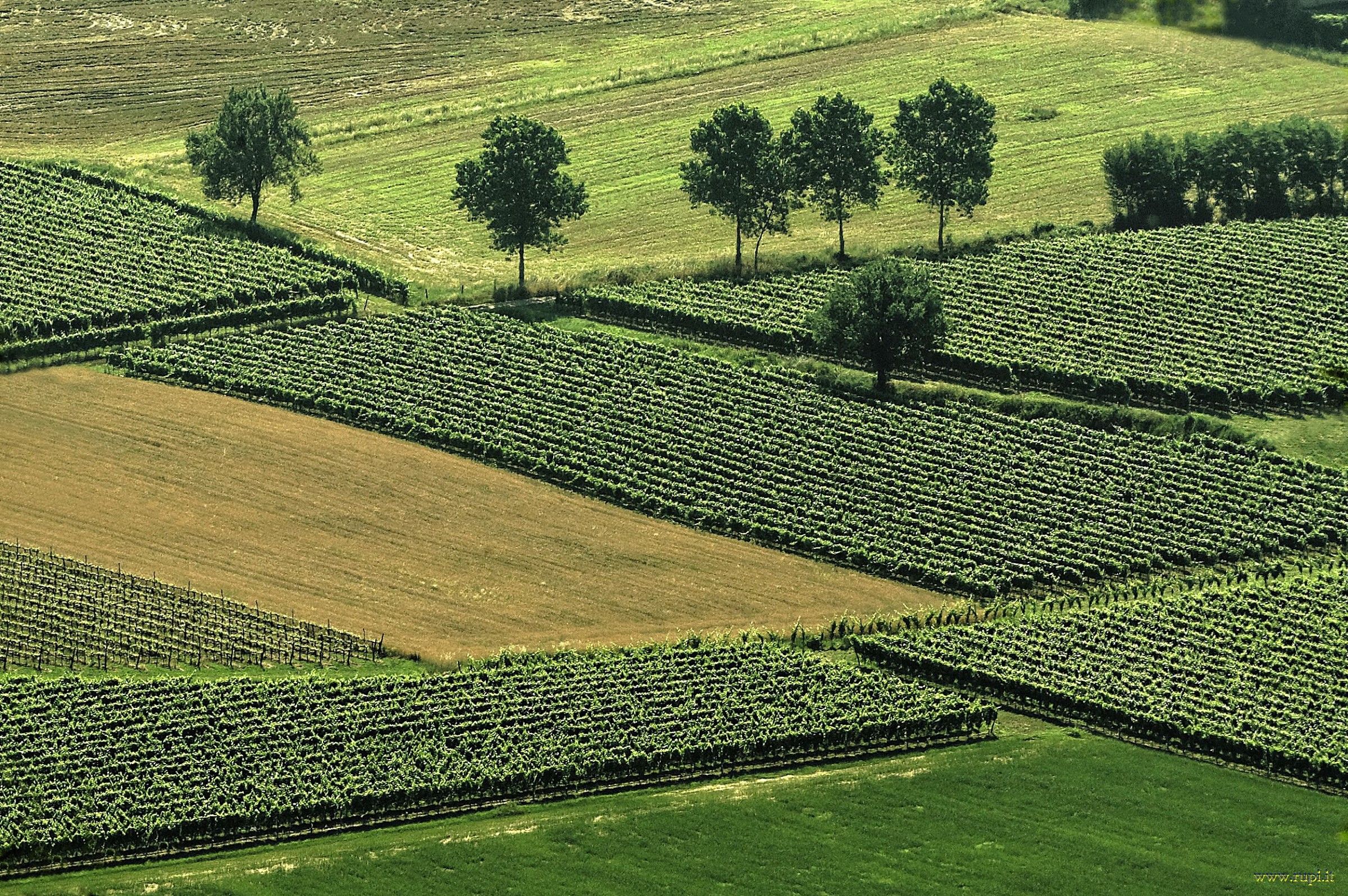 Campi e vigne di Franciacorta - 02