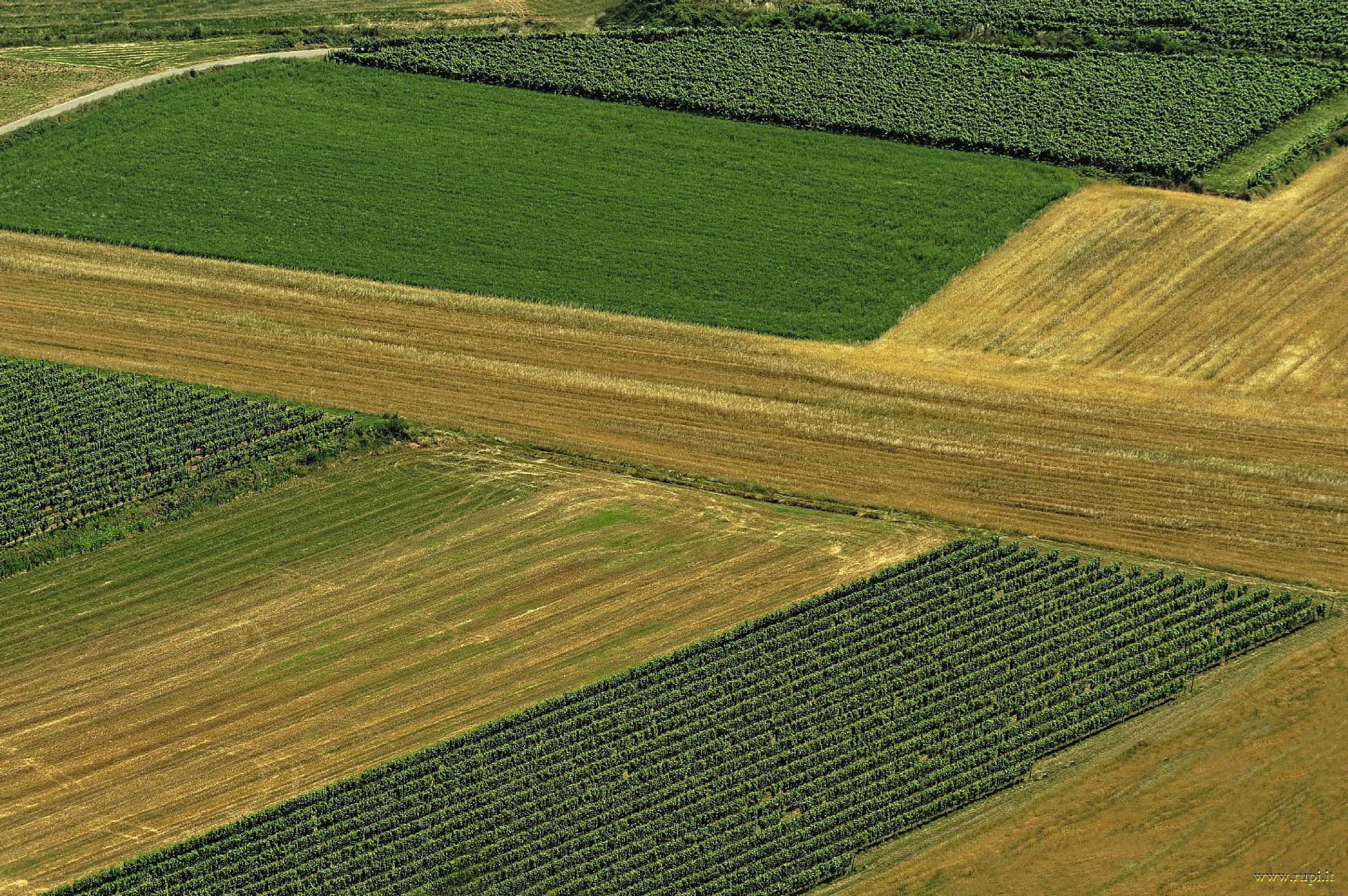 Fields of Franciacorta - 01