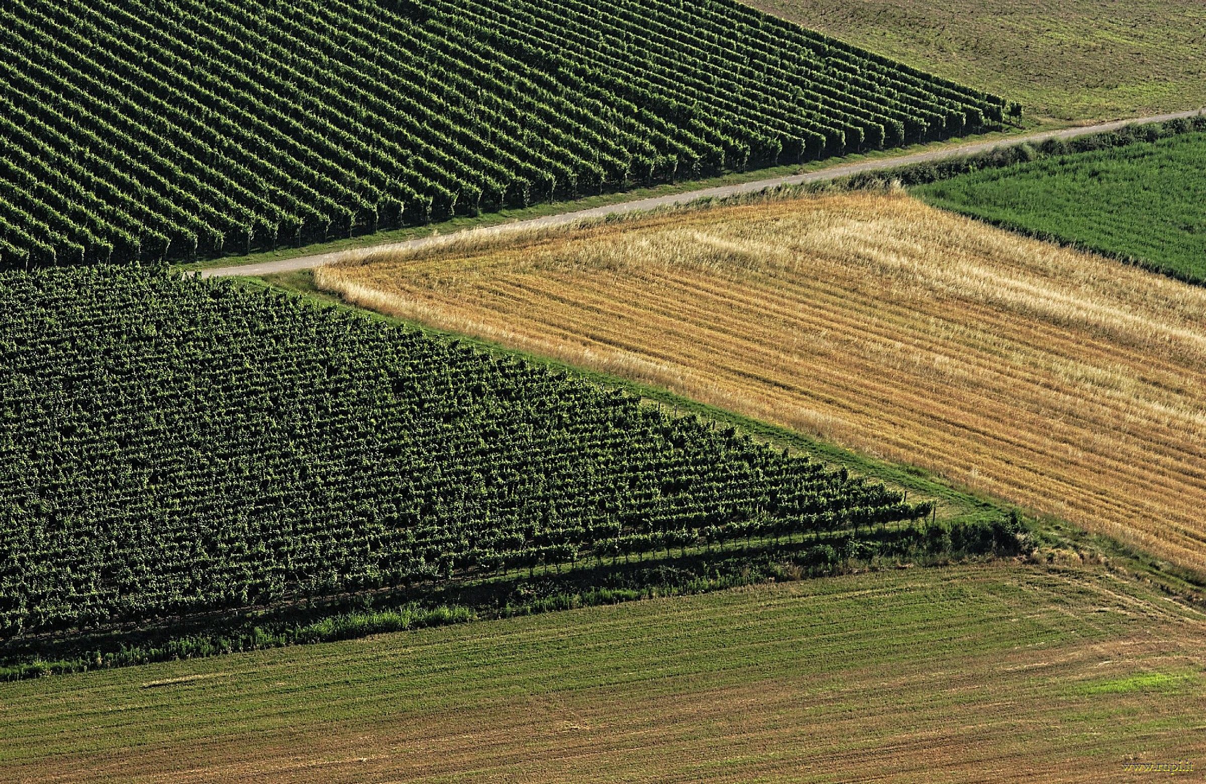 Campi e vigne di Franciacorta - 04