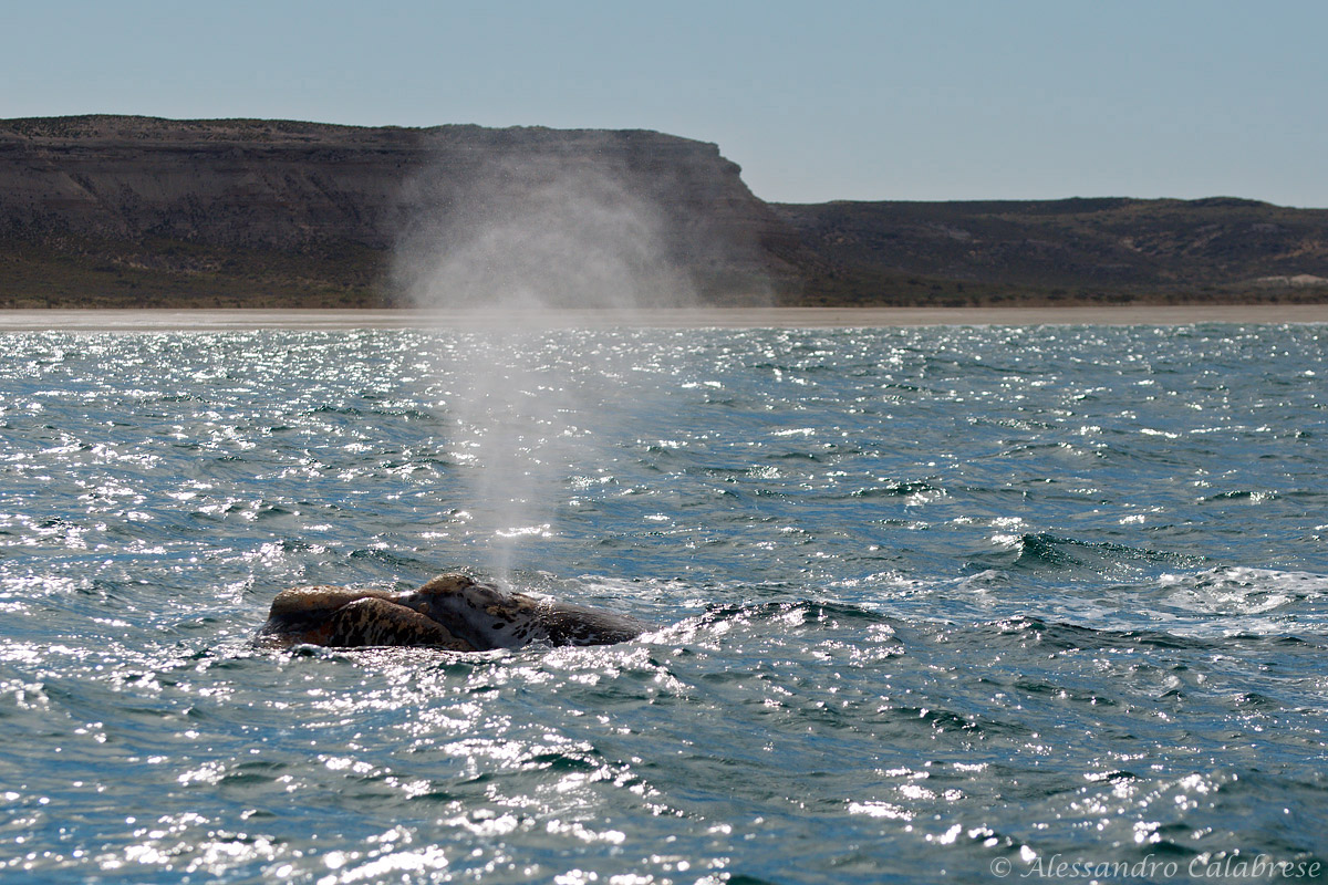 Il soffio della piccola balena
