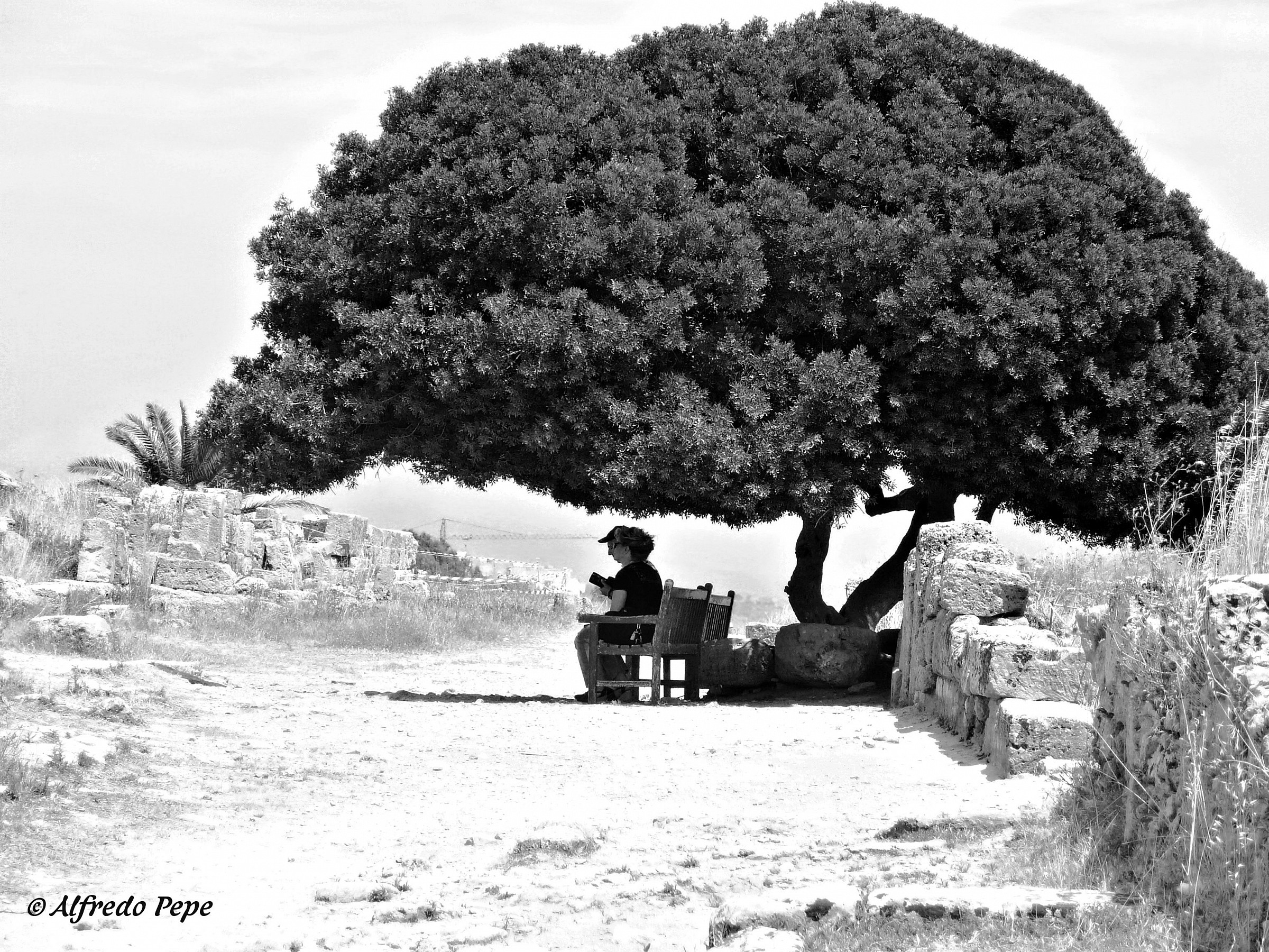 In the shade of the big tree