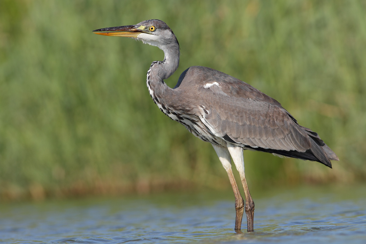 Grey Heron