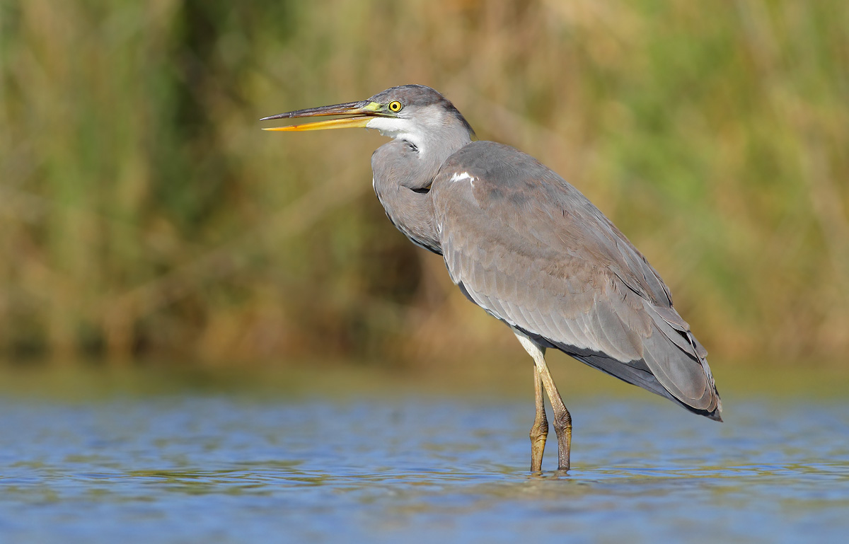 Grey Heron