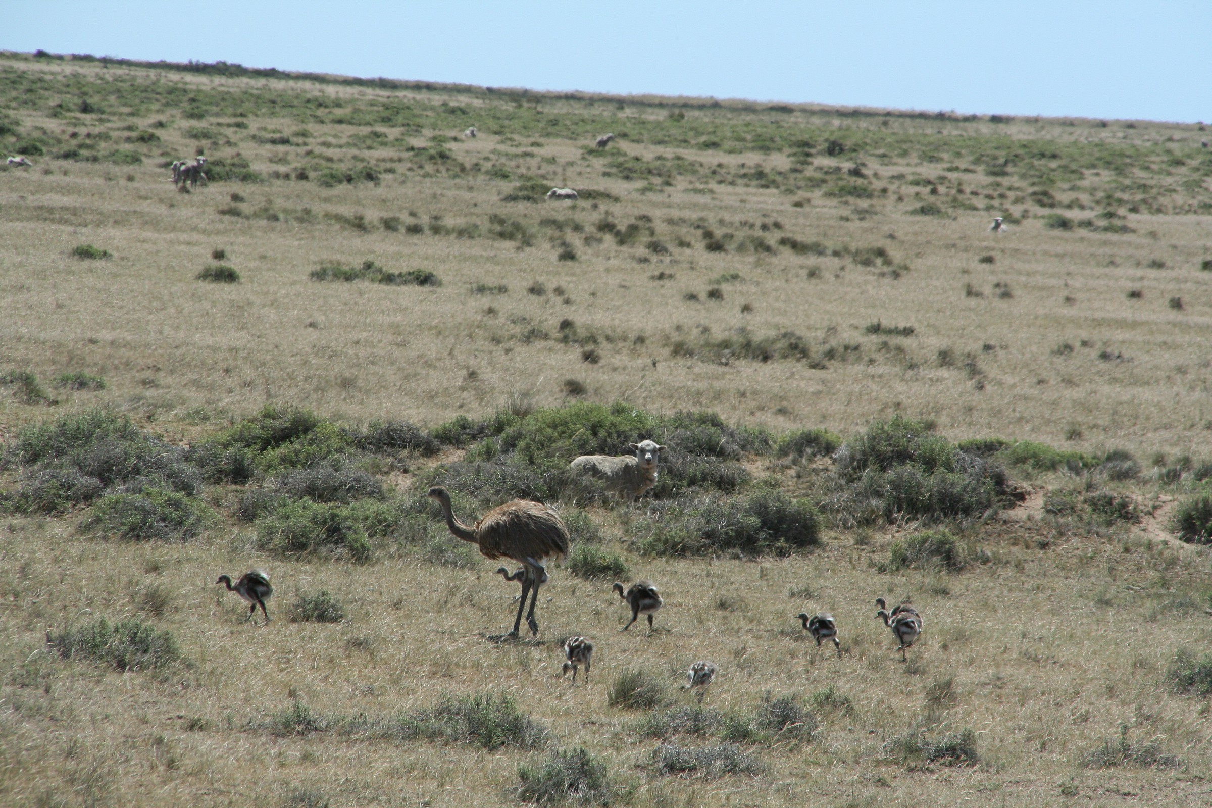 Punta Tombo La pecora osserva