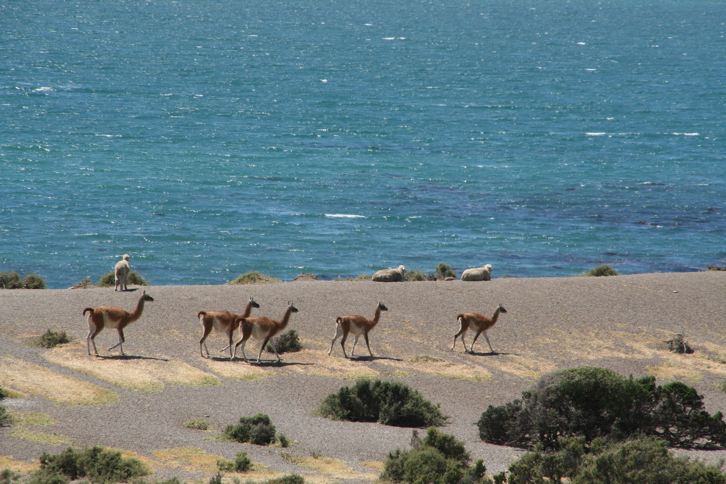 Punta Tombo Guanaco