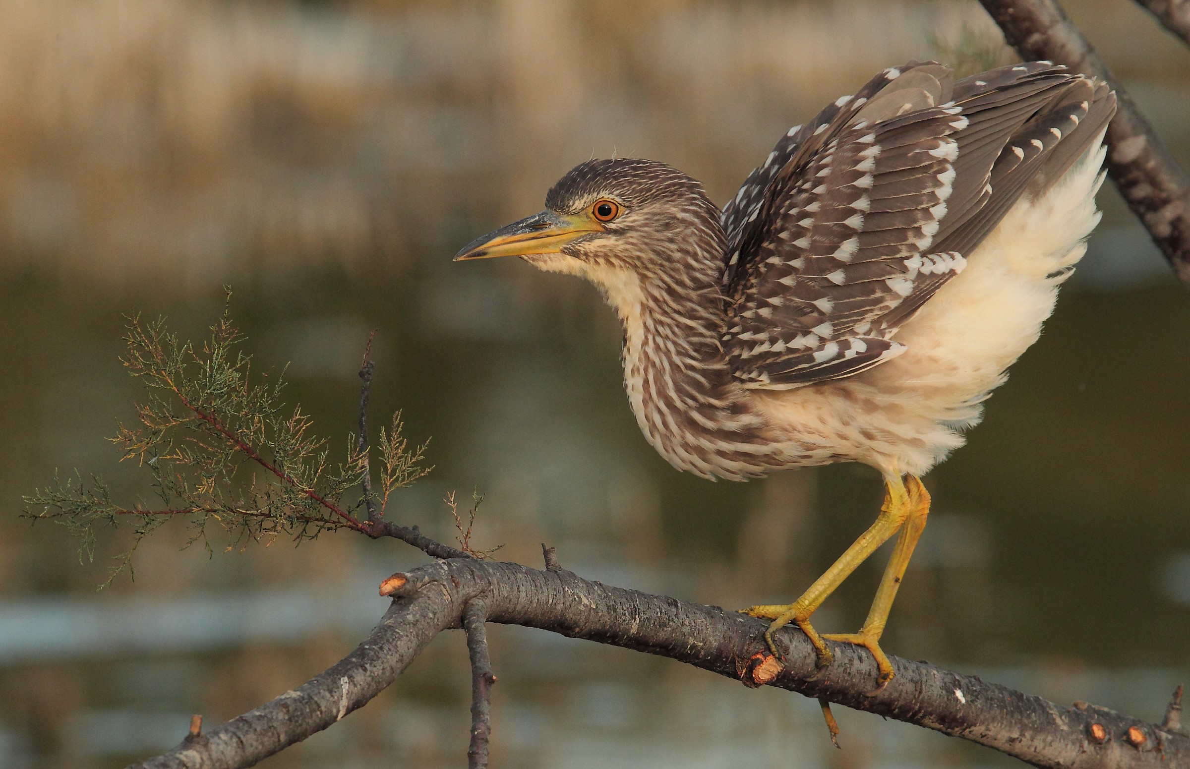 Night Heron