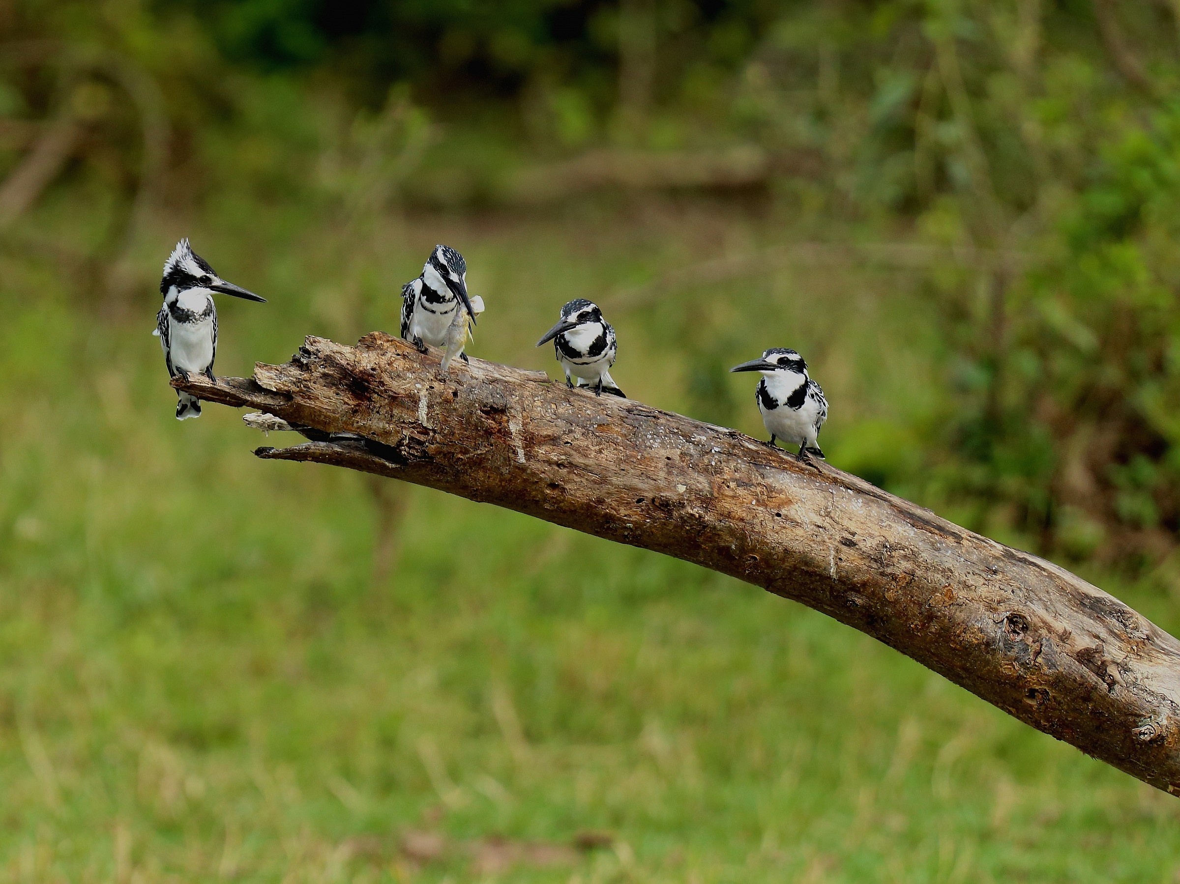 Kingfisher Black and White